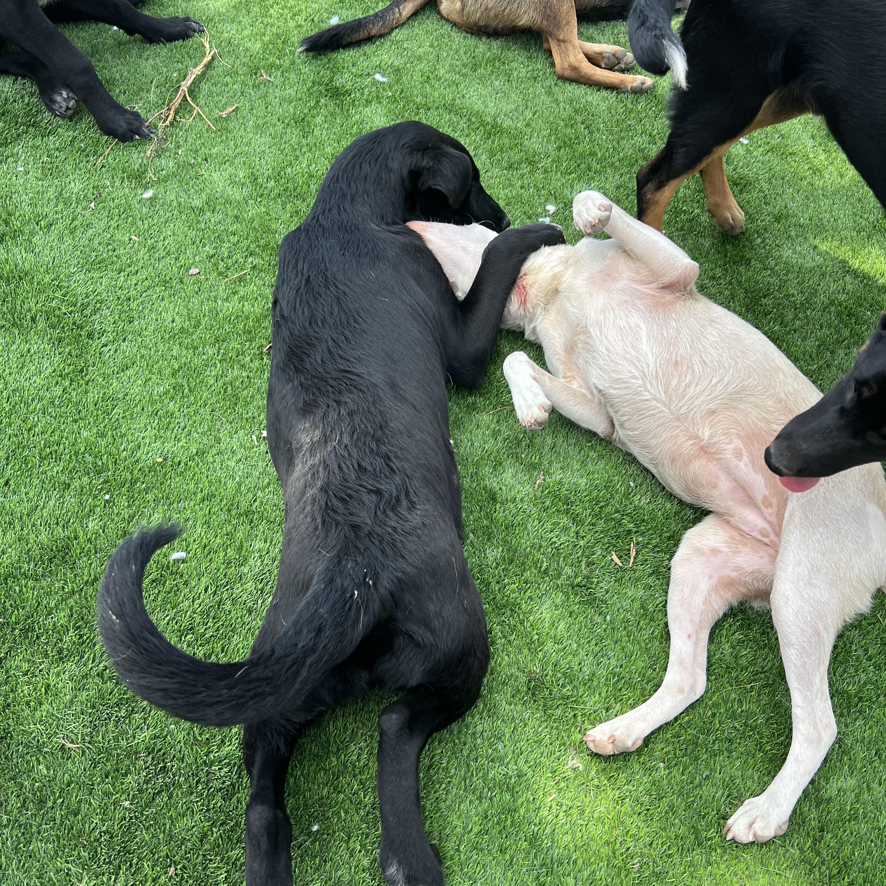 Enlarge Millie, a ADOPTABLE mixed breed in Denver, CO image 4/4