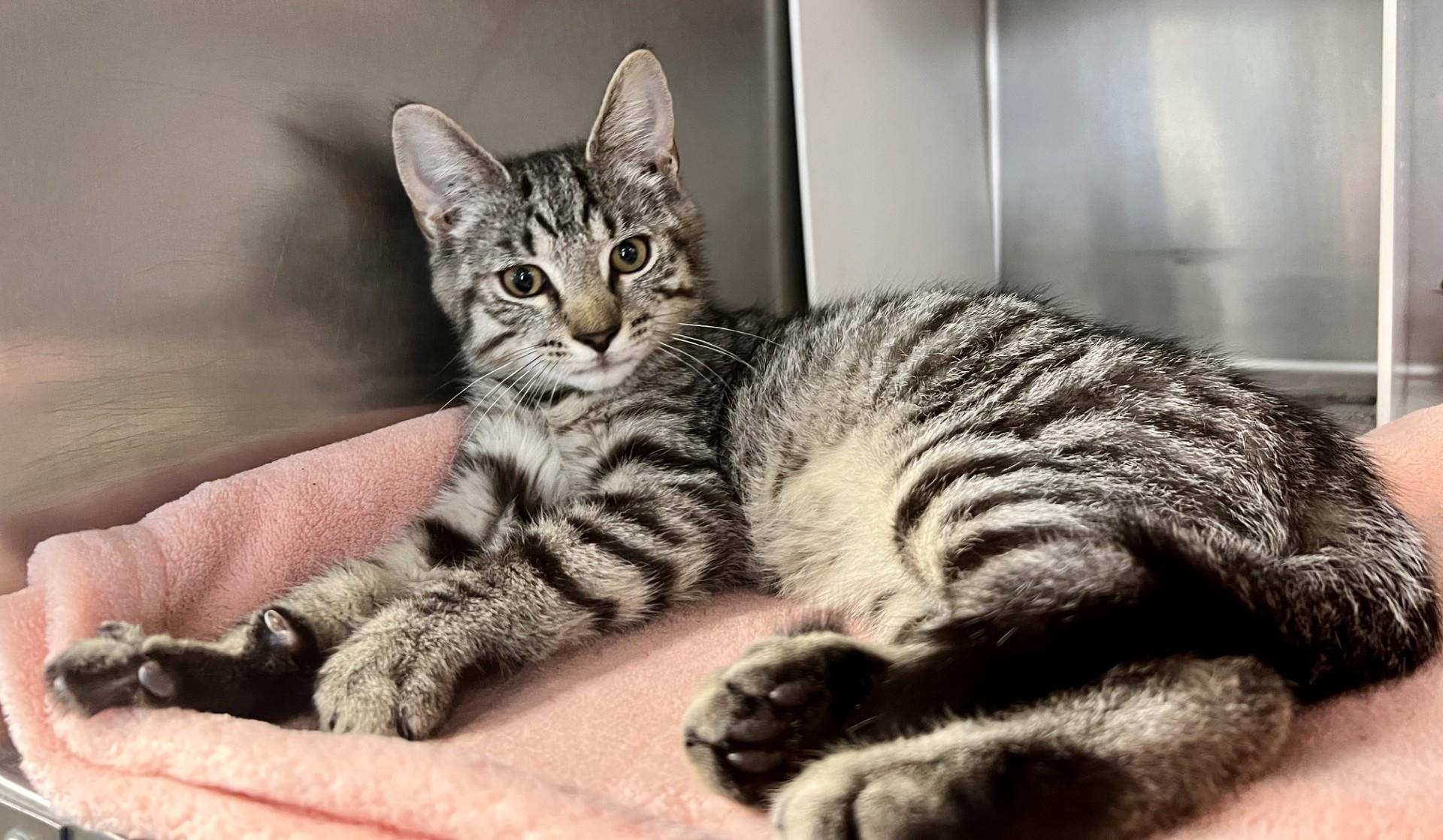 Biscuit, ADOPTABLE, Young Male Domestic Short Hair.