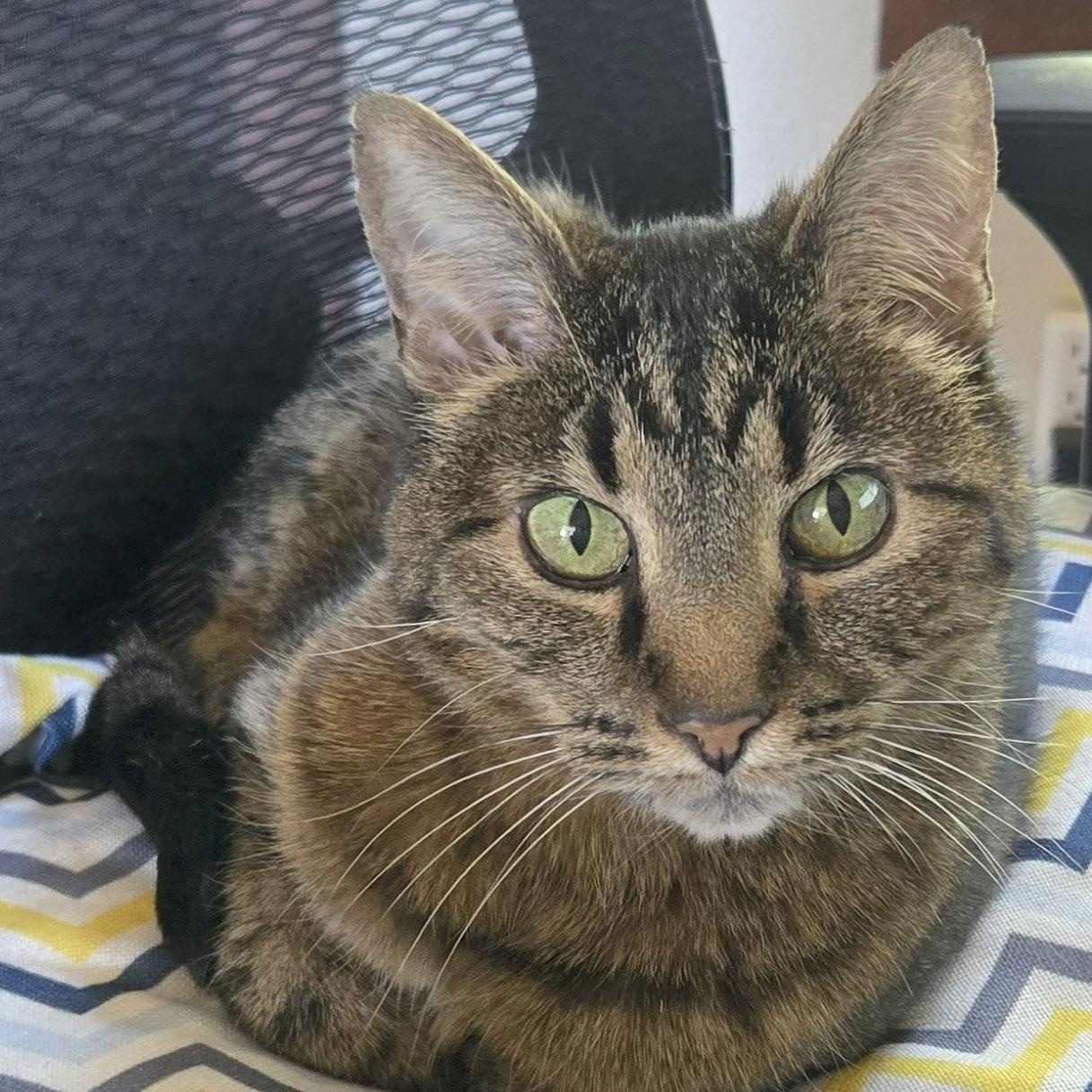 Tiger Lilly photo 2