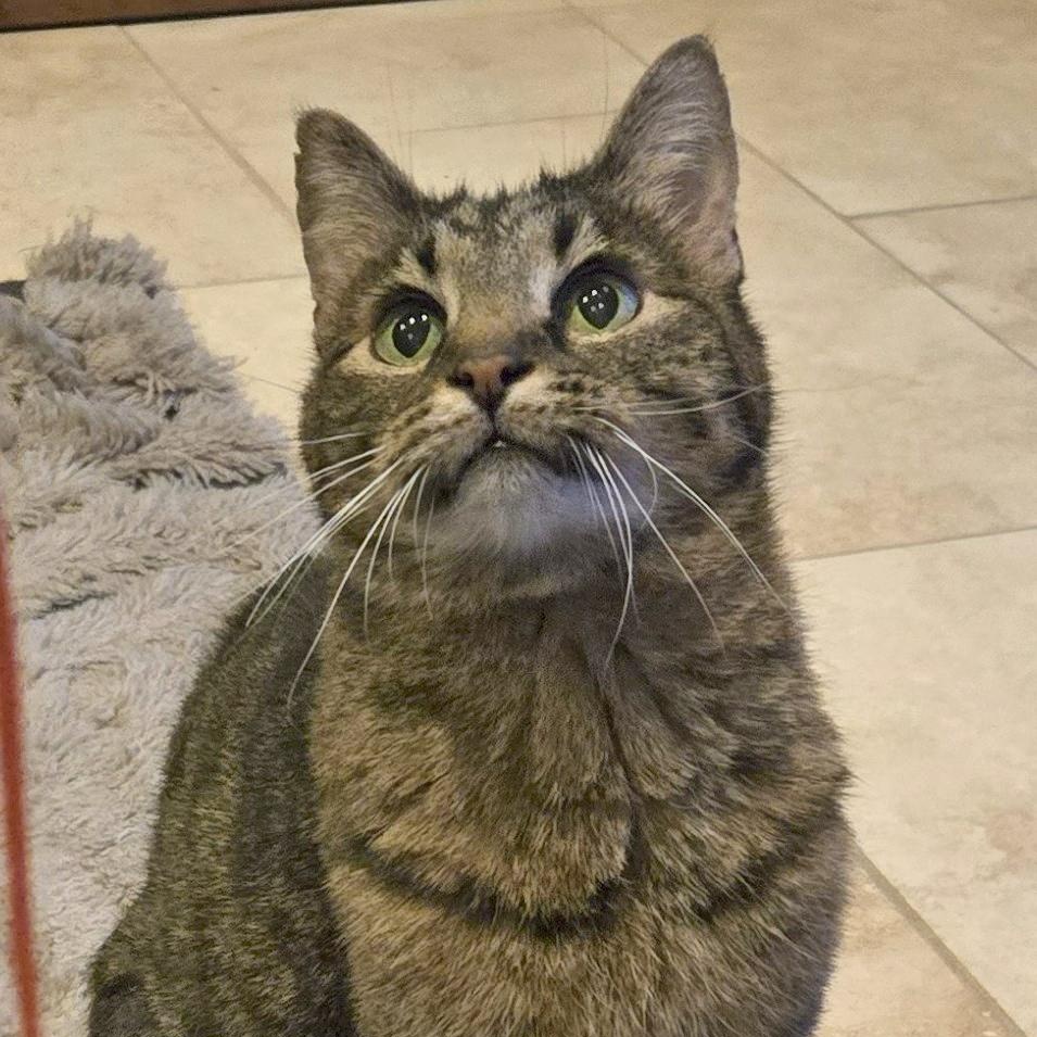 Tiger Lilly, an adoptable Tabby in Ridgway, CO, 81432 | Photo Image 3