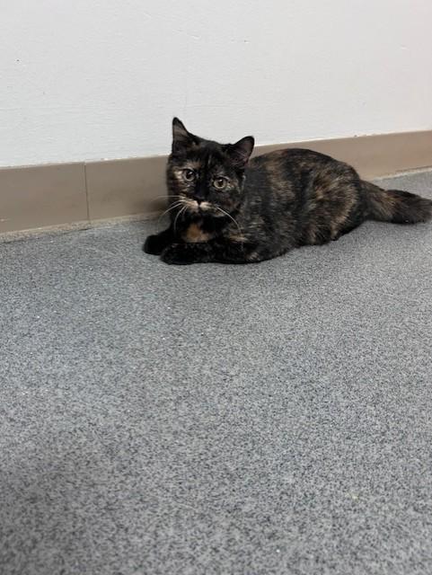 Jasmine, ADOPTABLE, Young Female Tortoiseshell.