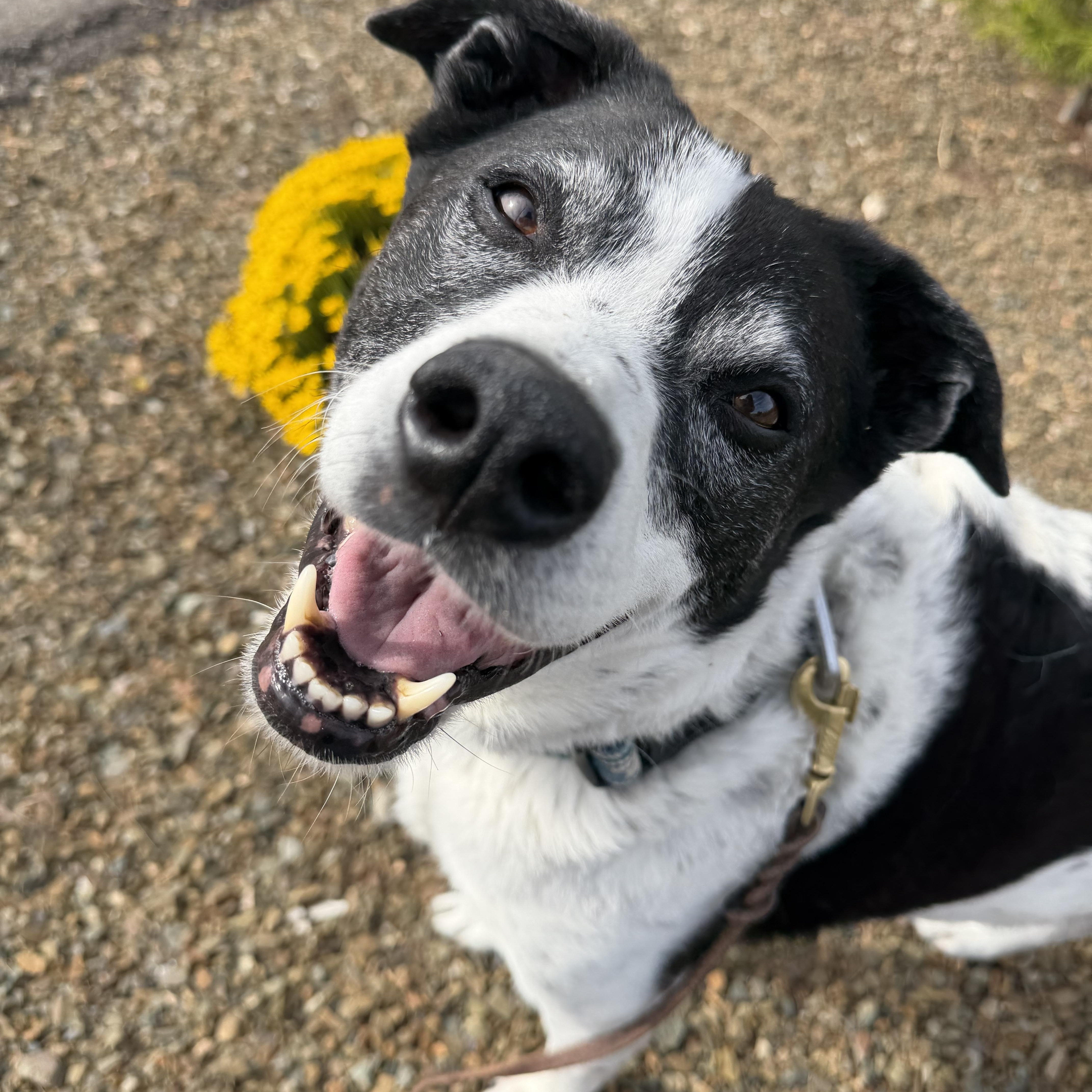 Kele, a Adoptable mixed breed in Clarkdale, AZ image 1/5