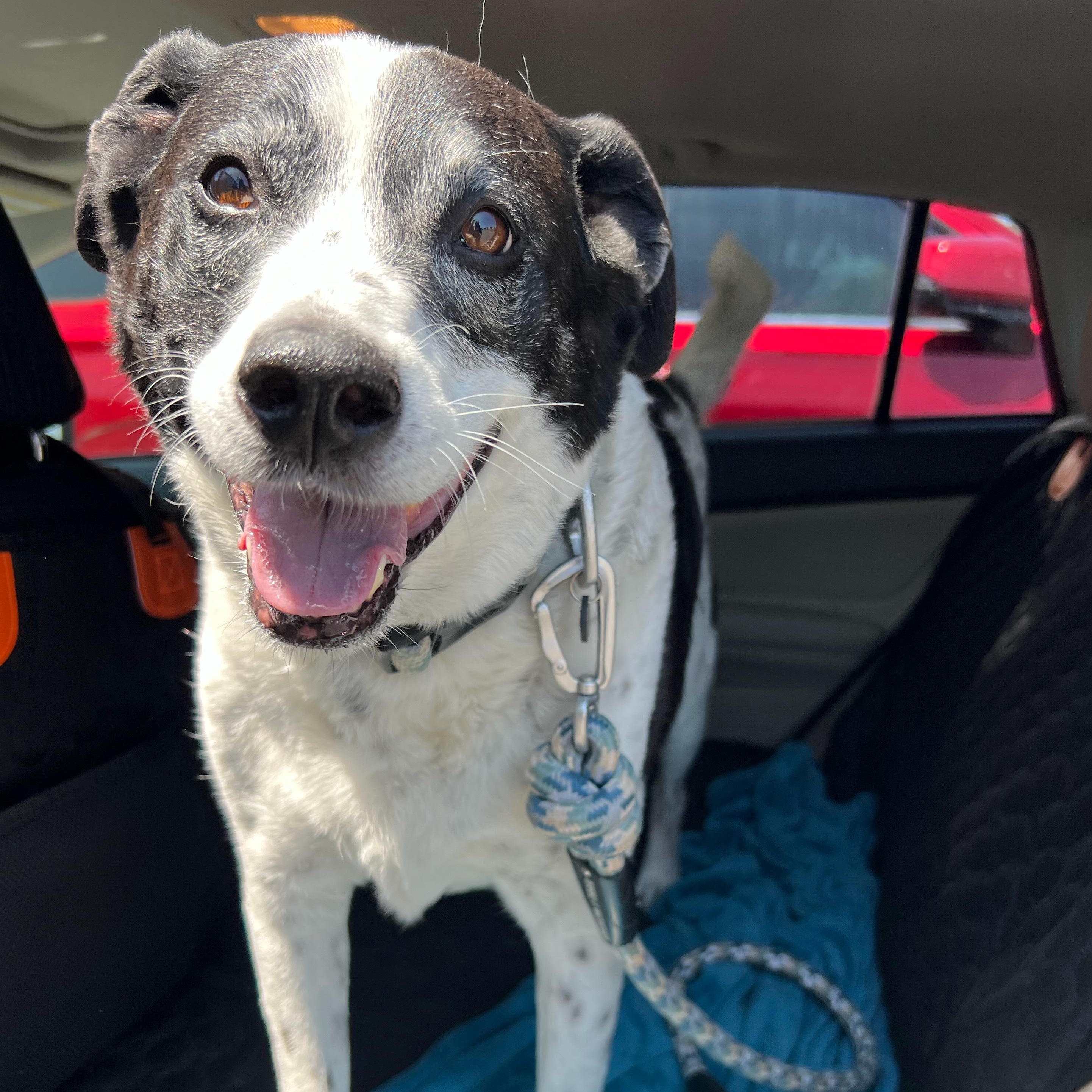 Kele, a Adoptable mixed breed in Clarkdale, AZ image 3/5