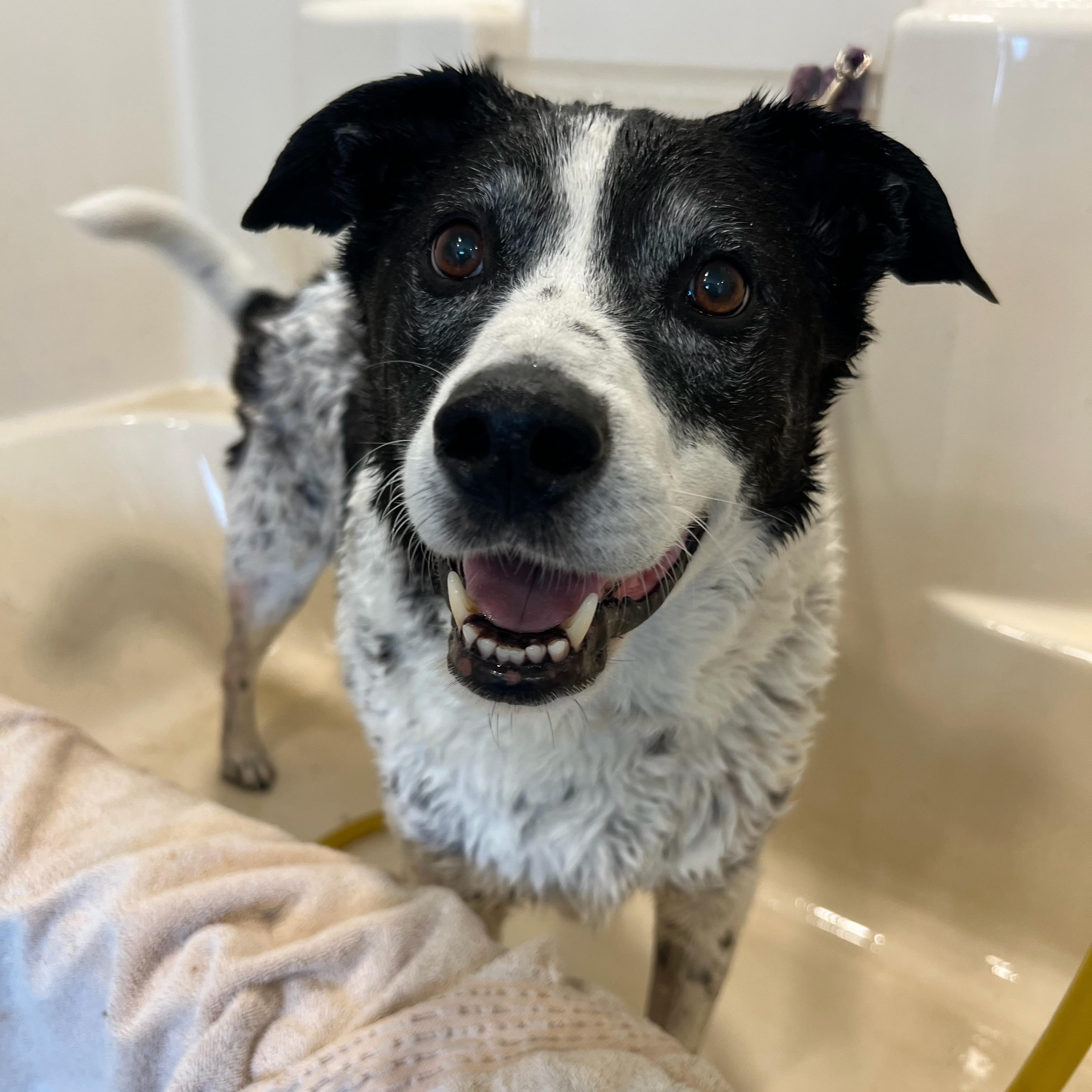 Kele, a Adoptable mixed breed in Clarkdale, AZ image 4/5