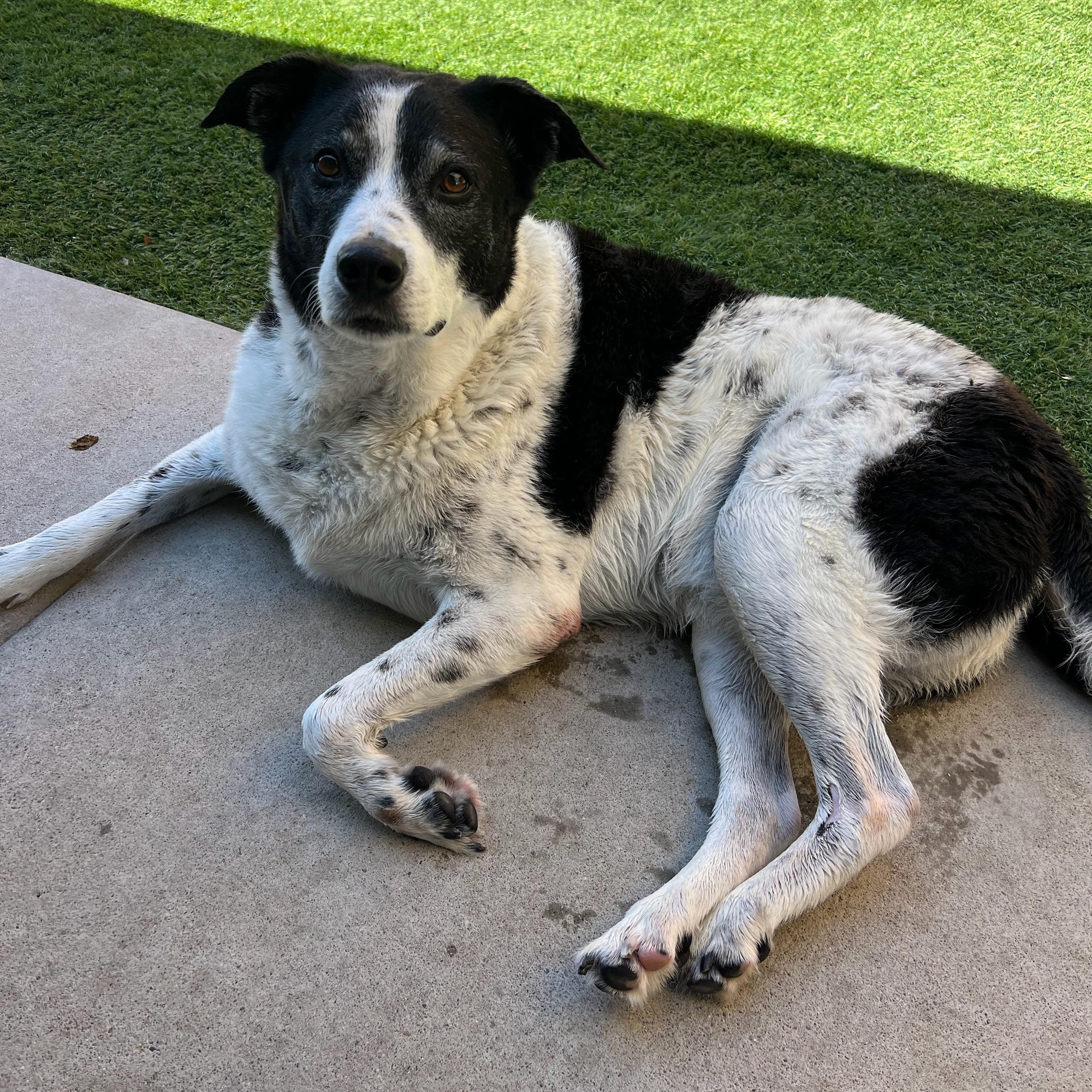 Kele, a Adoptable mixed breed in Clarkdale, AZ image 5/5