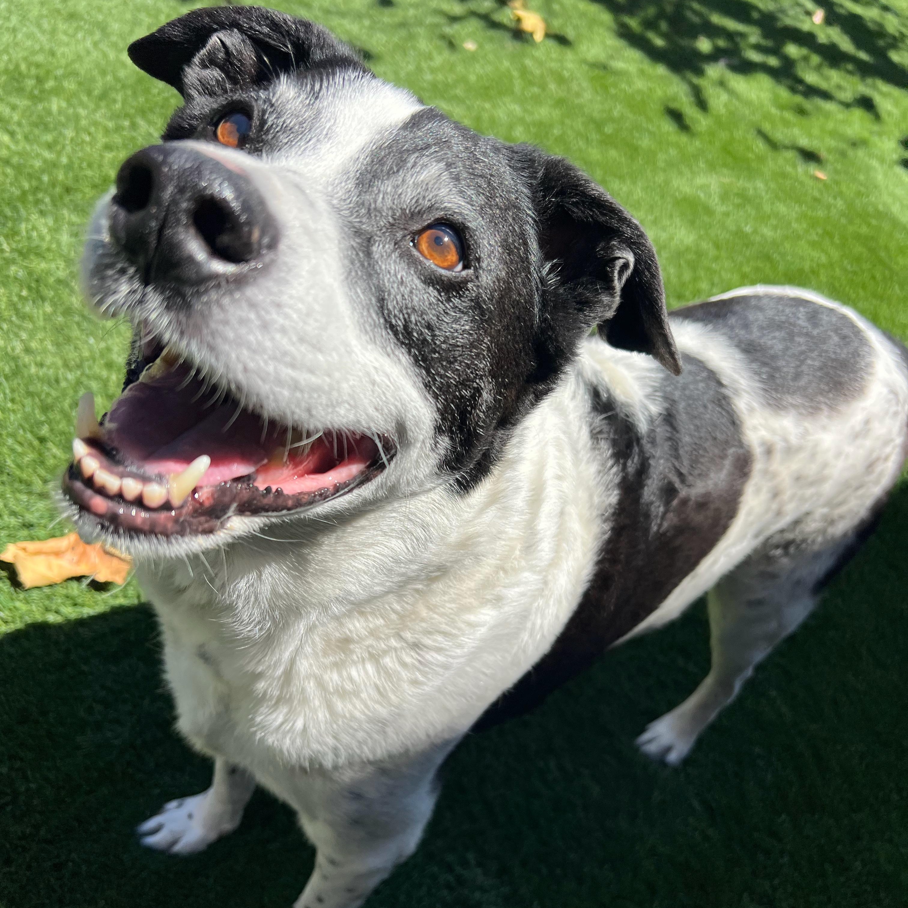 Kele, a Adoptable mixed breed in Clarkdale, AZ image 2/5