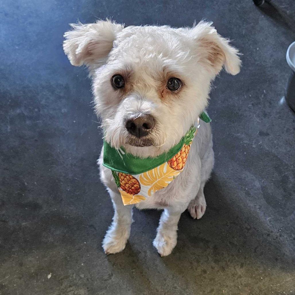 Enlarge Oliver, a Adoptable mixed breed in Dover, NH image 1/4