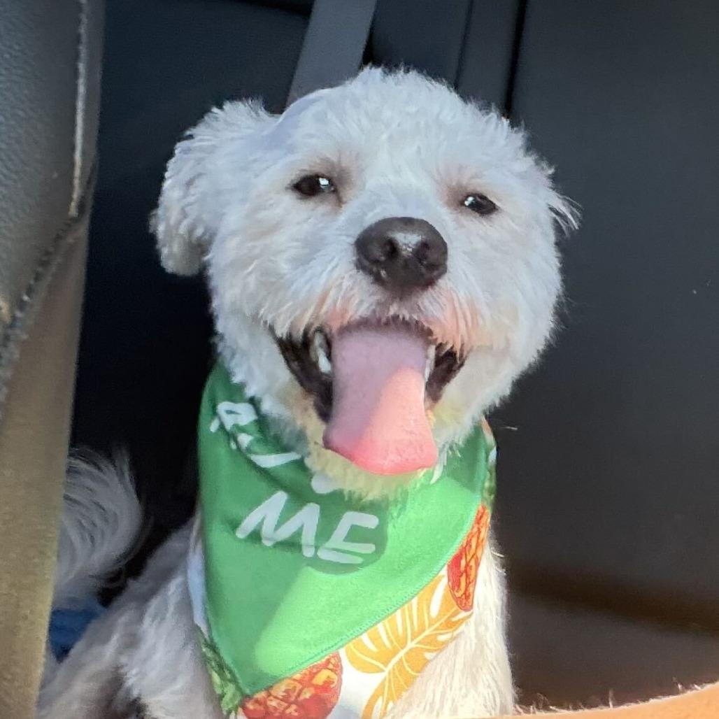 Enlarge Oliver, a Adoptable mixed breed in Dover, NH image 2/4