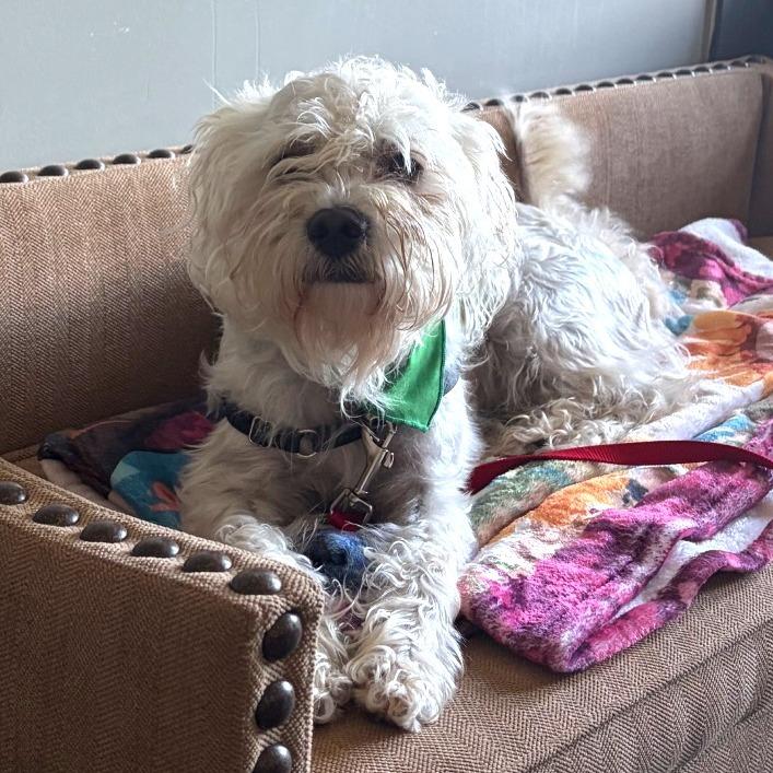 Enlarge Oliver, a Adoptable mixed breed in Dover, NH image 4/4