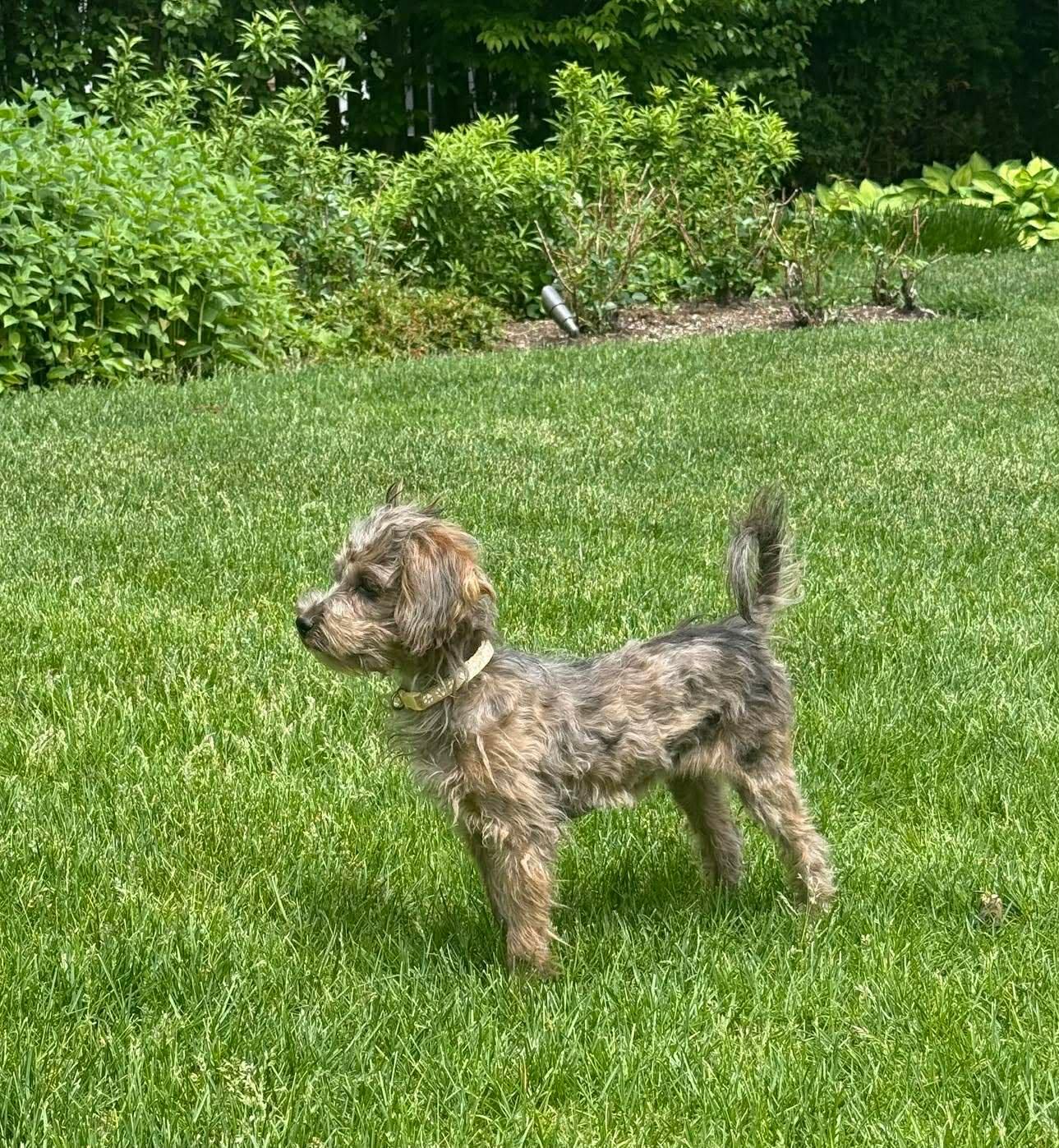 Rusty, a ADOPTABLE mixed breed in Homer Glen, IL image 5/5