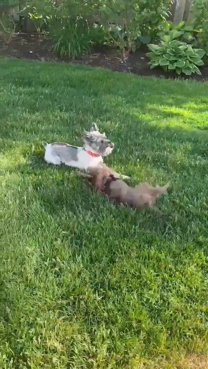 Enlarge Rusty, a ADOPTABLE mixed breed in Homer Glen, IL video 4/5