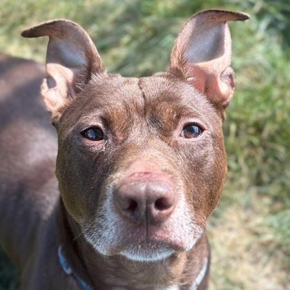 Enlarge Scooter - Name Your Own Adoption Fee, a Adoptable mixed breed in Jefferson, WI image 1/2