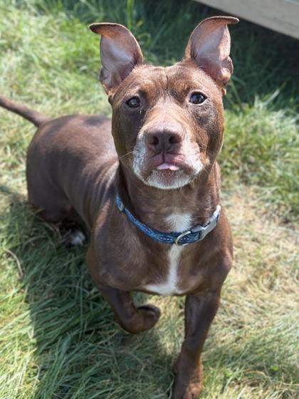 Enlarge Scooter - Name Your Own Adoption Fee, a Adoptable mixed breed in Jefferson, WI image 2/2