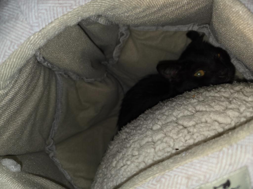 Secret, Adoptable, Kitten Female Domestic Short Hair.
