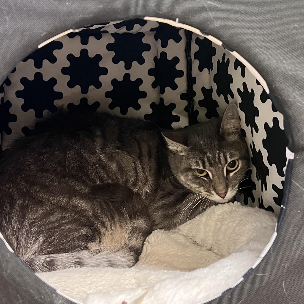 Enlarge Bloody Mary, a Adoptable Domestic Short Hair in Chicago, IL image 1/2