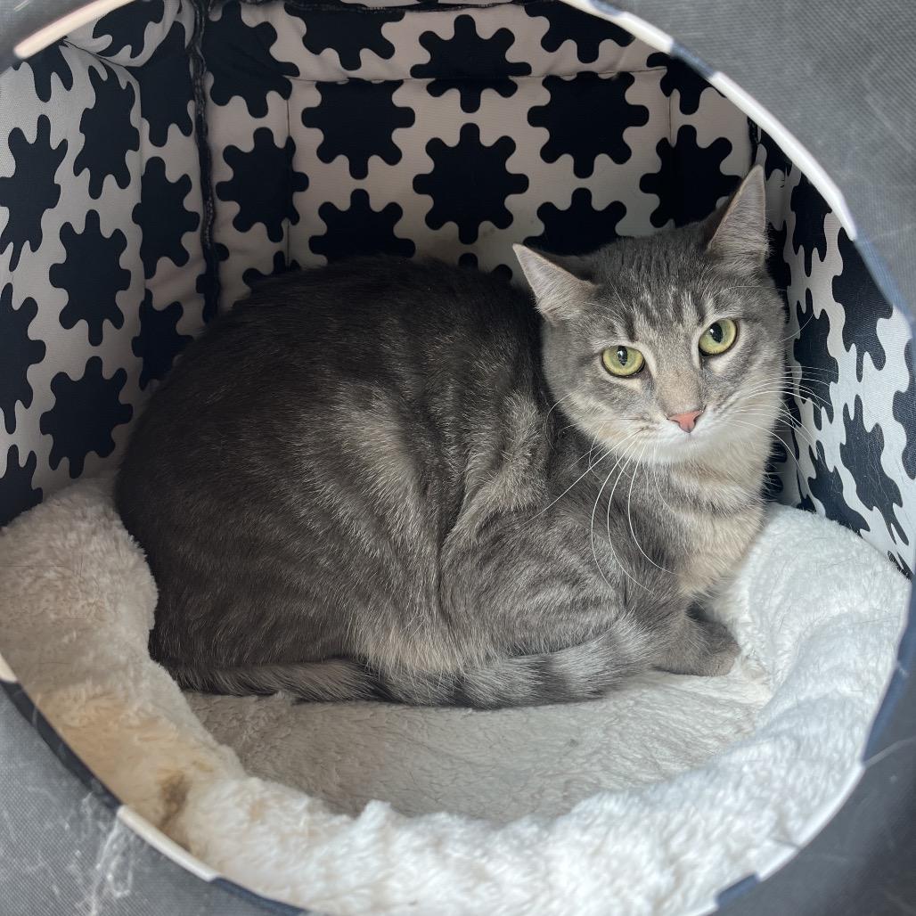 Enlarge Bloody Mary, a Adoptable Domestic Short Hair in Chicago, IL image 2/2