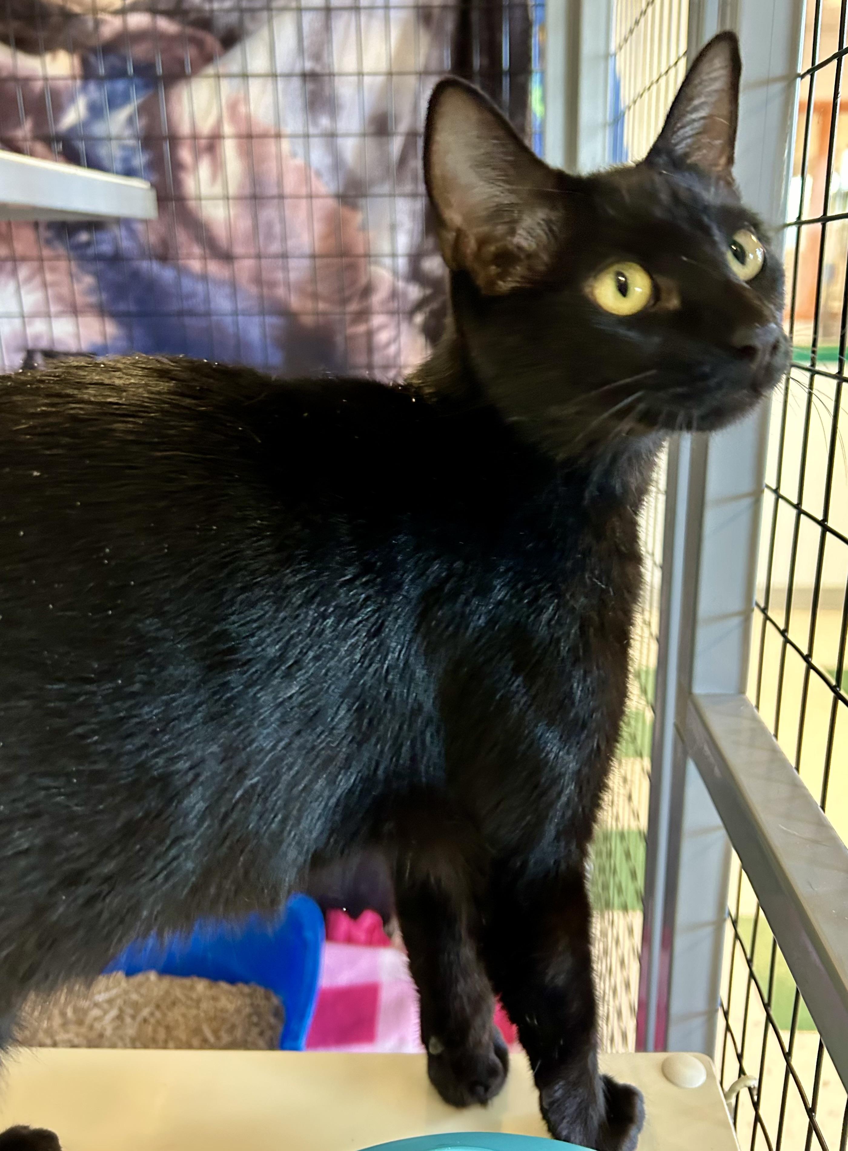Parker , ADOPTABLE, Adult Female Domestic Short Hair.