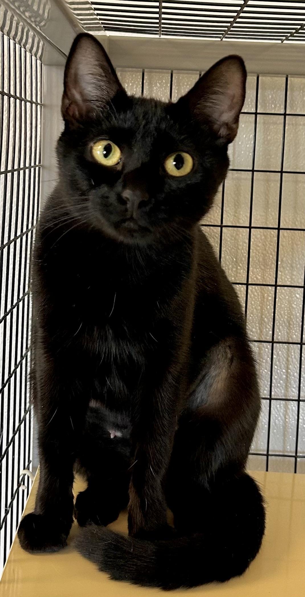 Parker , a ADOPTABLE Domestic Short Hair in Providence, RI image 2/6