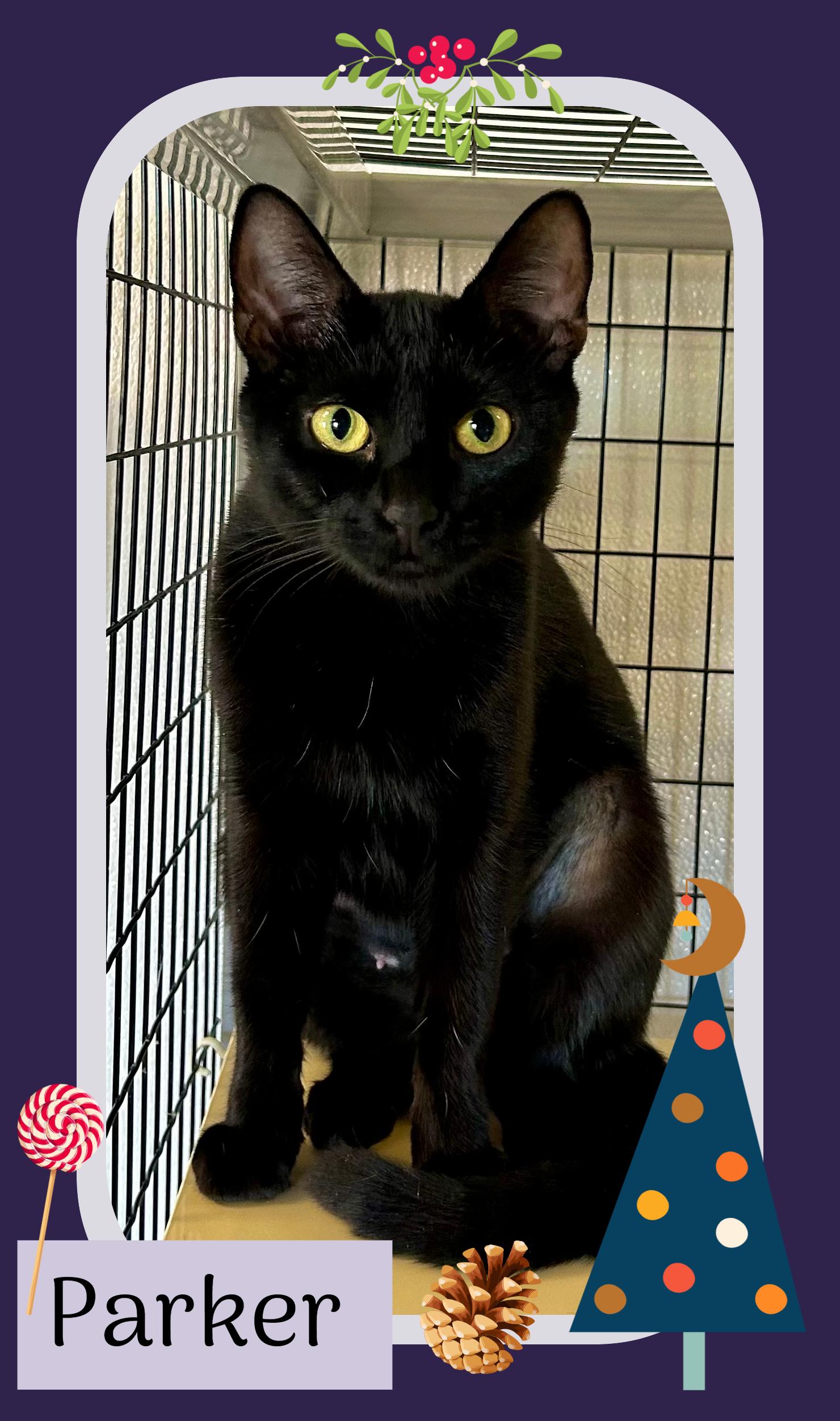 Parker , a ADOPTABLE Domestic Short Hair in Providence, RI image 3/6