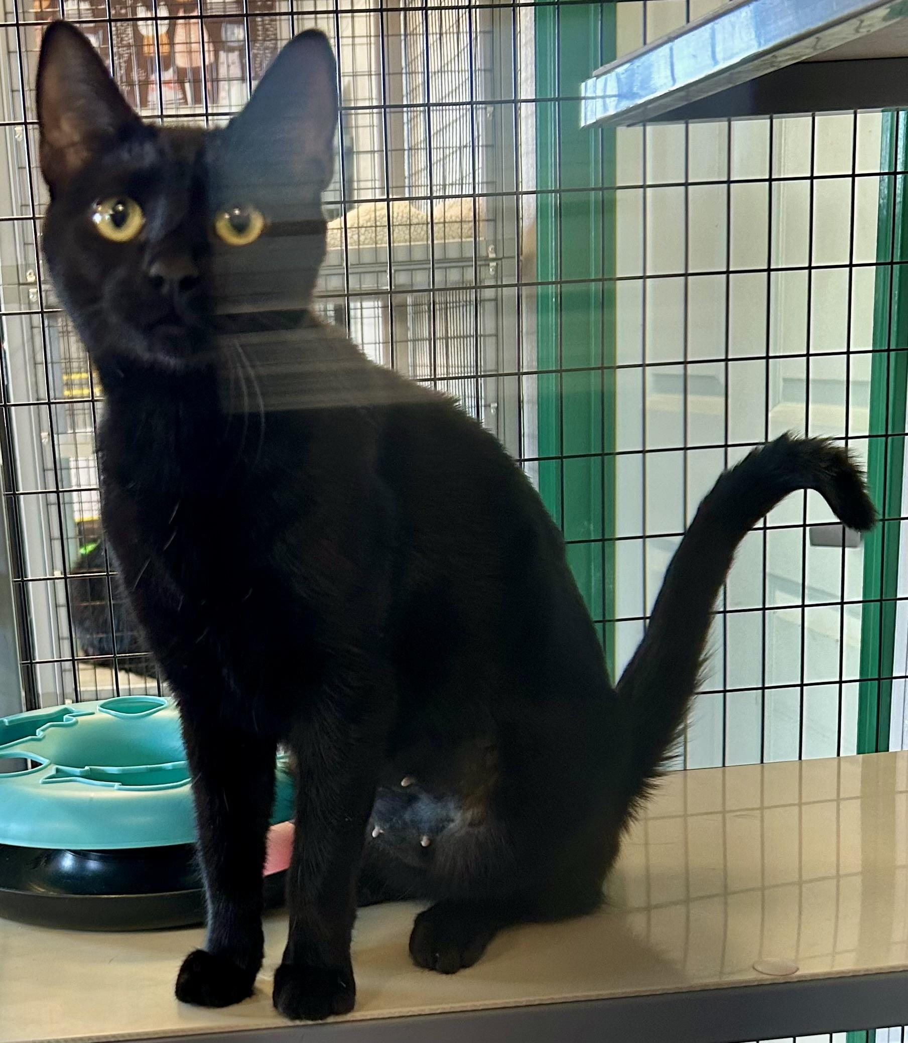 Parker , a ADOPTABLE Domestic Short Hair in Providence, RI image 4/6