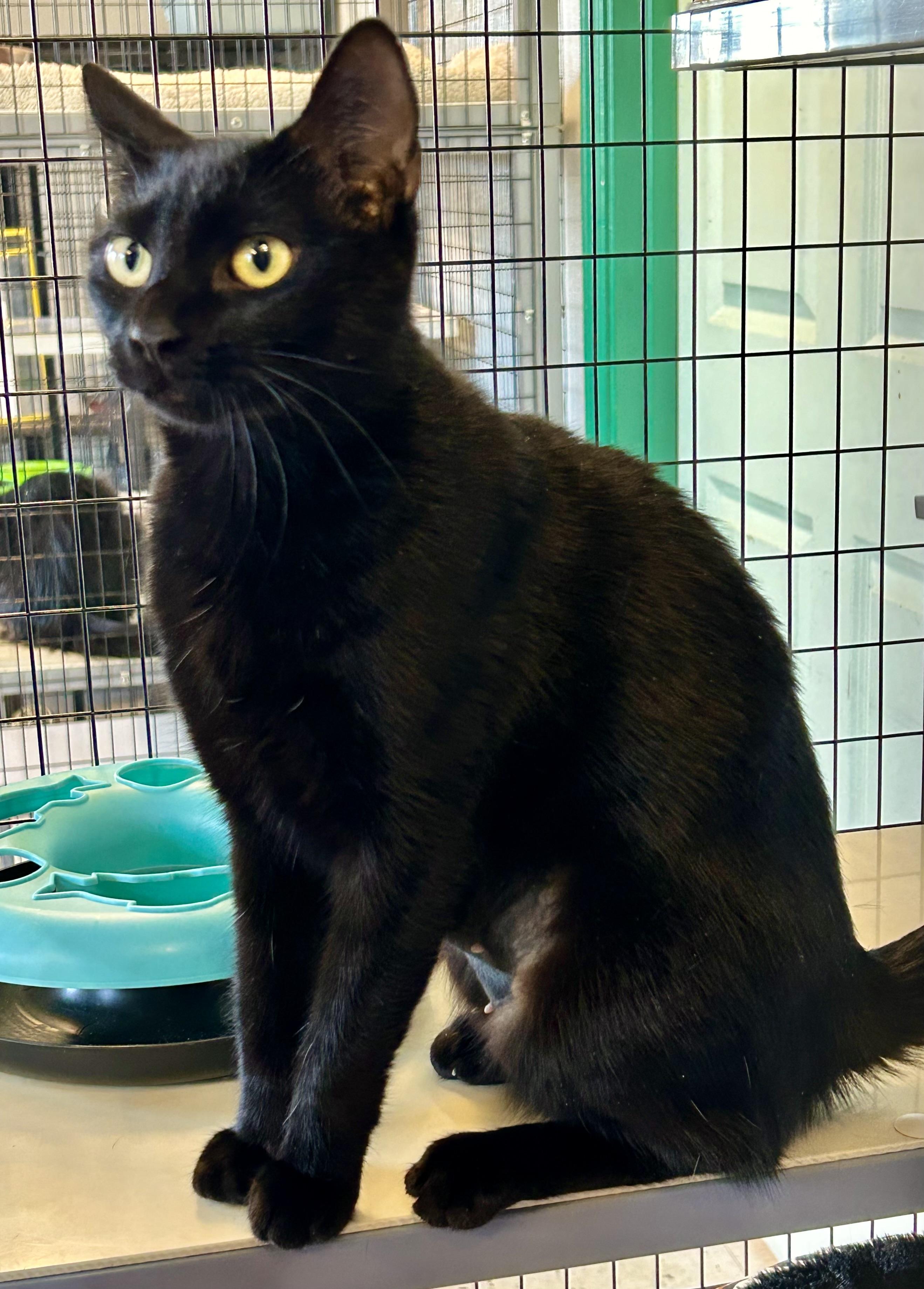 Parker , a ADOPTABLE Domestic Short Hair in Providence, RI image 6/6