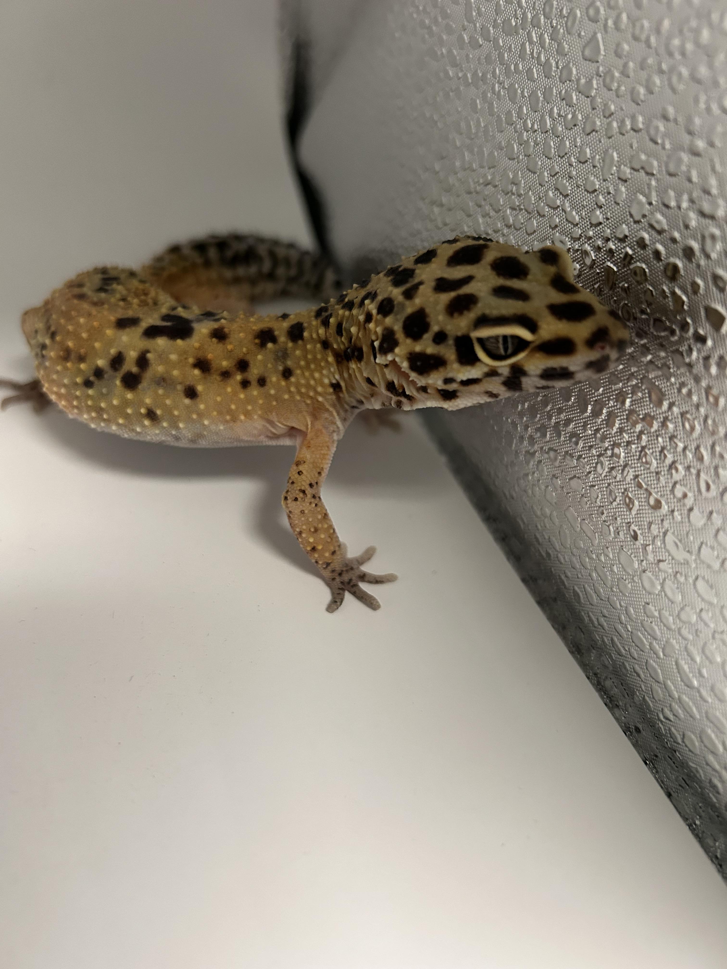 Leopard Gecko #6
