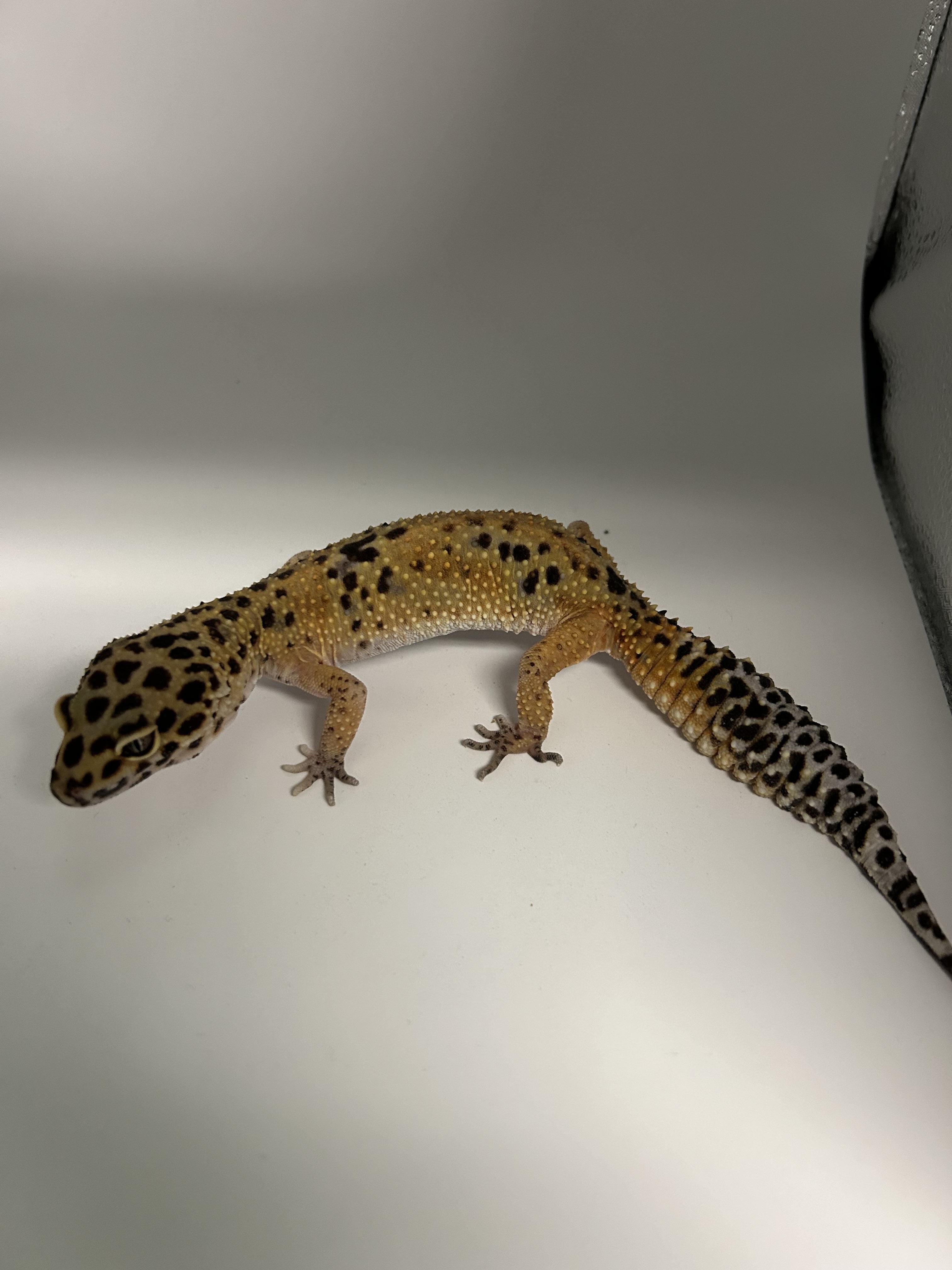 Leopard Gecko #6 photo 2