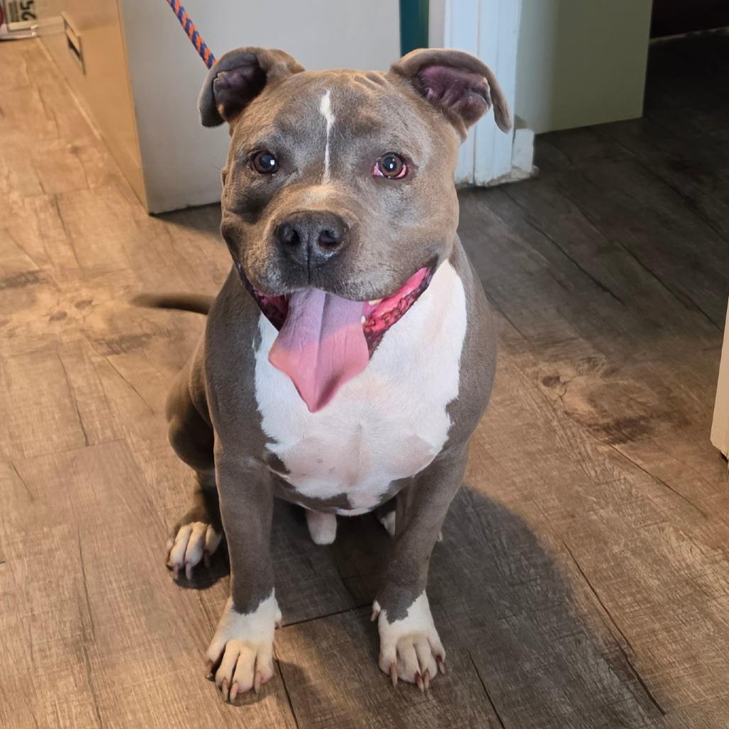 Thor, Adoptable, Adult Male Pit Bull Terrier.