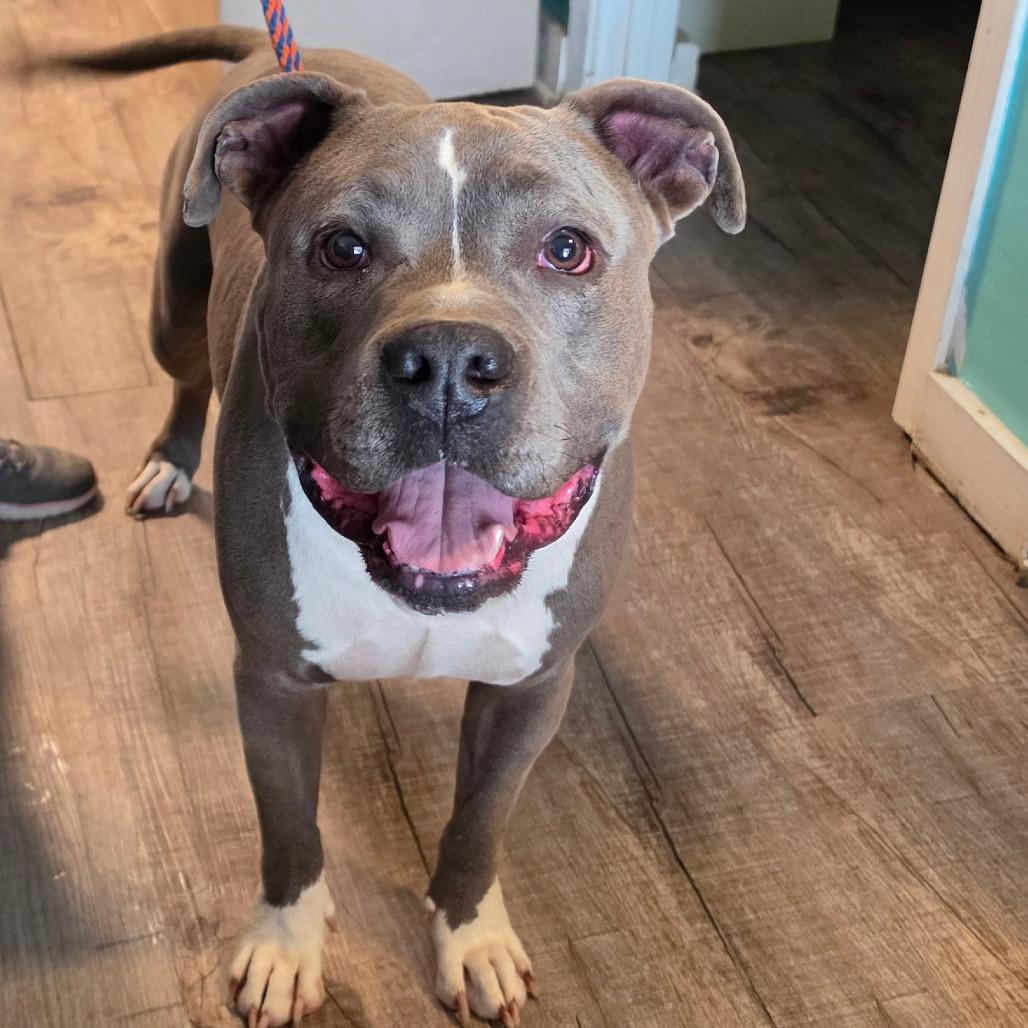 Enlarge Thor, a Adoptable Pit Bull Terrier in Jefferson city, TN image 2/2