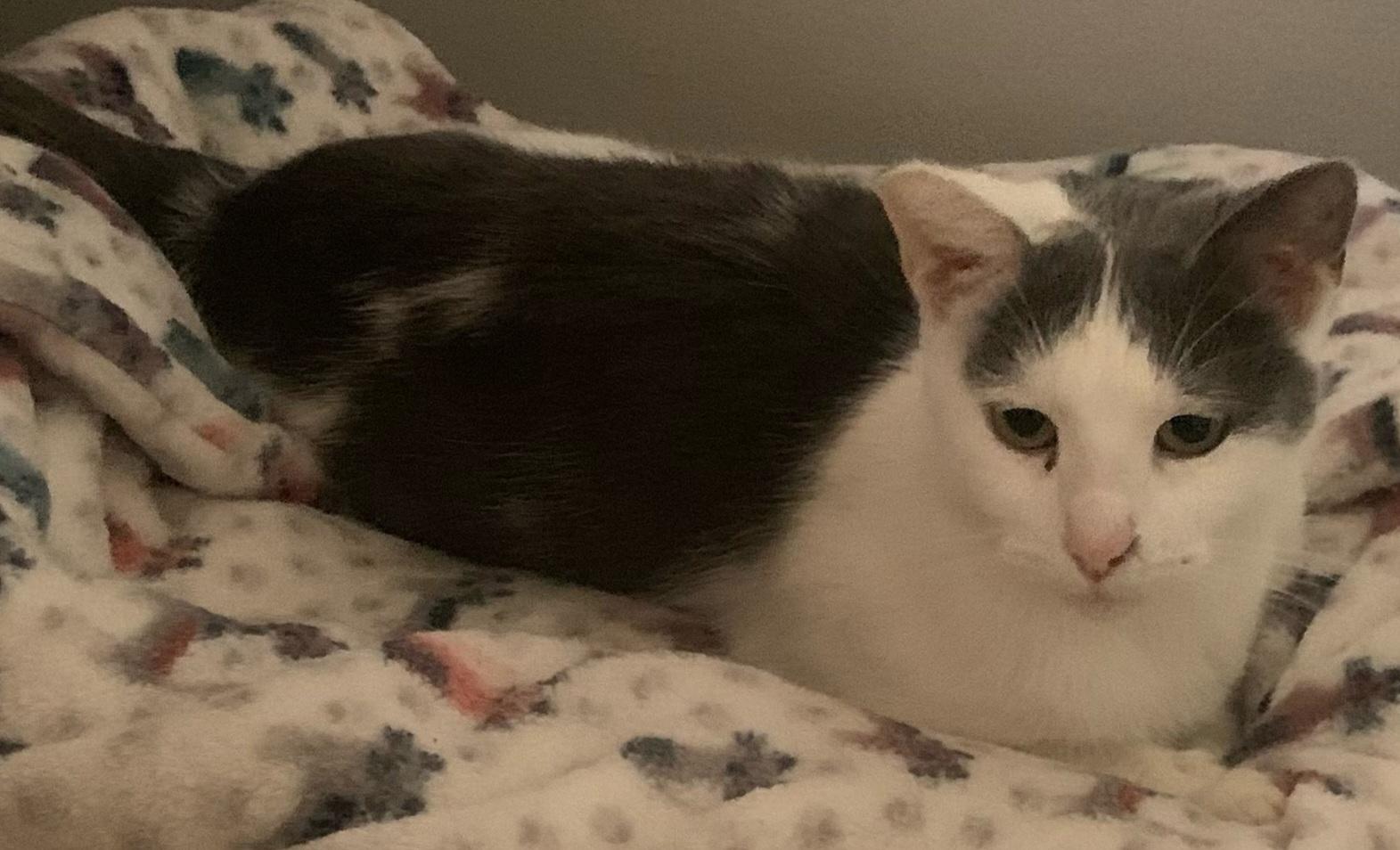 Kiki, a Adoptable Domestic Short Hair in Santa Clarita, CA image 2/4