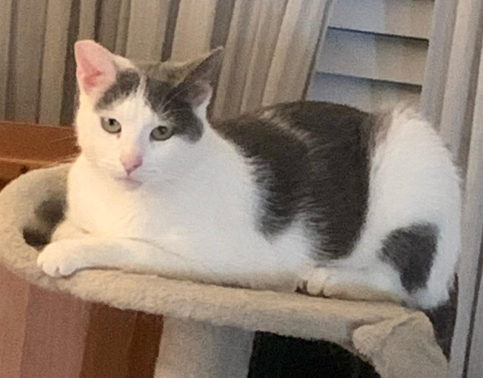 Kiki, a Adoptable Domestic Short Hair in Santa Clarita, CA image 3/4