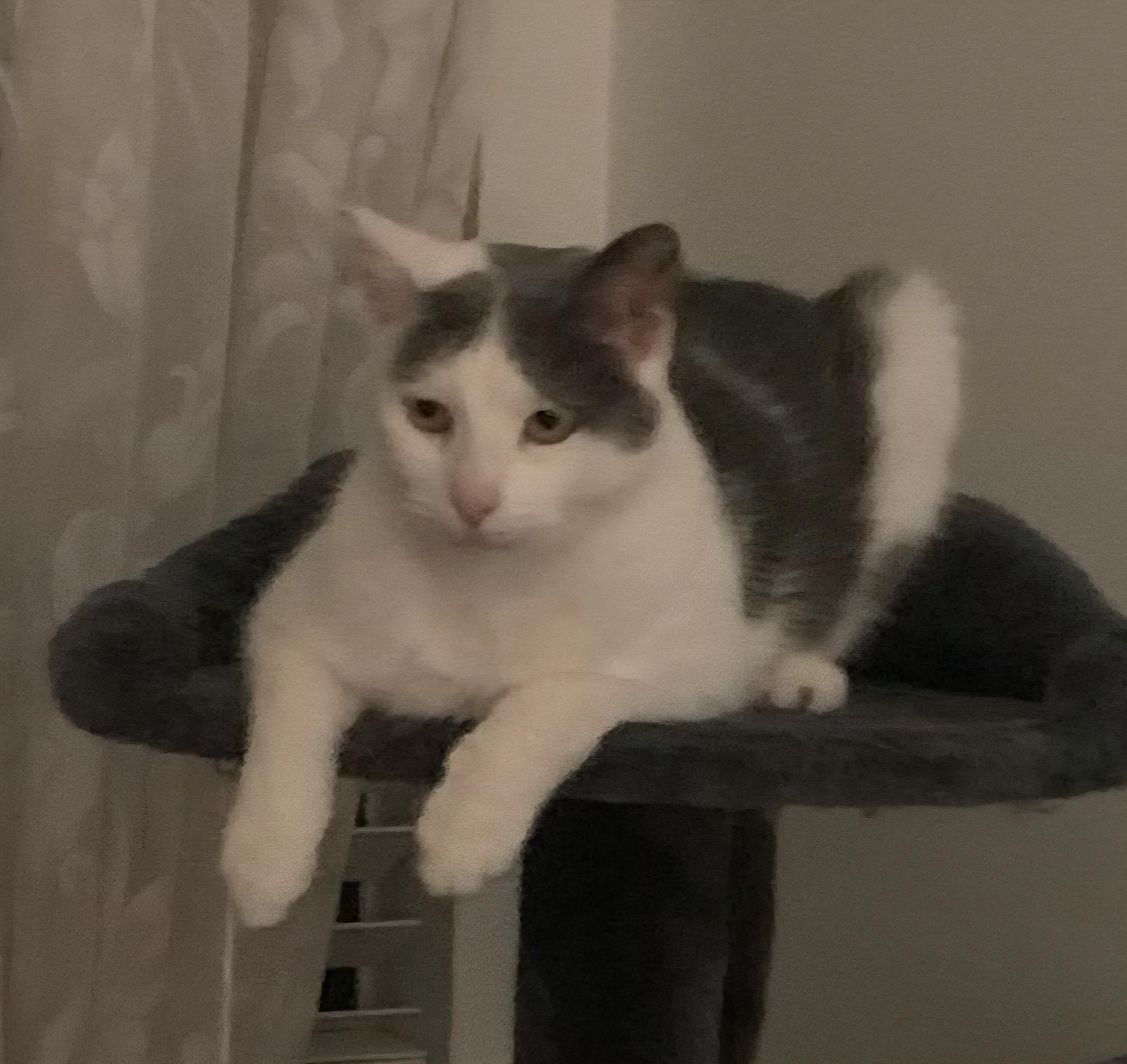 Kiki, a Adoptable Domestic Short Hair in Santa Clarita, CA image 4/4