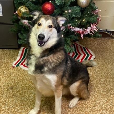 Enlarge Saber, a Adoptable mixed breed in Chehalis, WA image 1/1