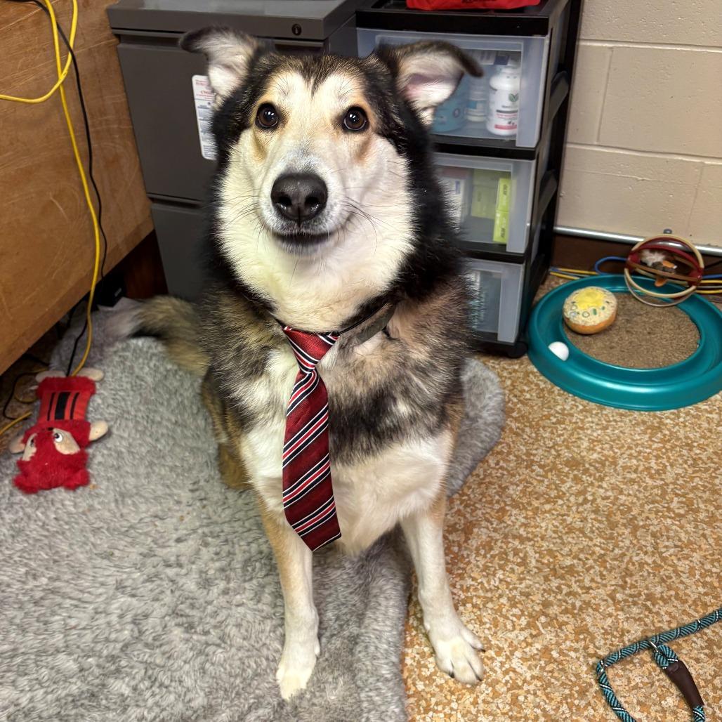 Enlarge Saber, a Adoptable mixed breed in Chehalis, WA image 3/5