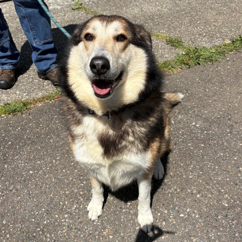 Saber, a Adoptable mixed breed in Chehalis, WA image 6/6