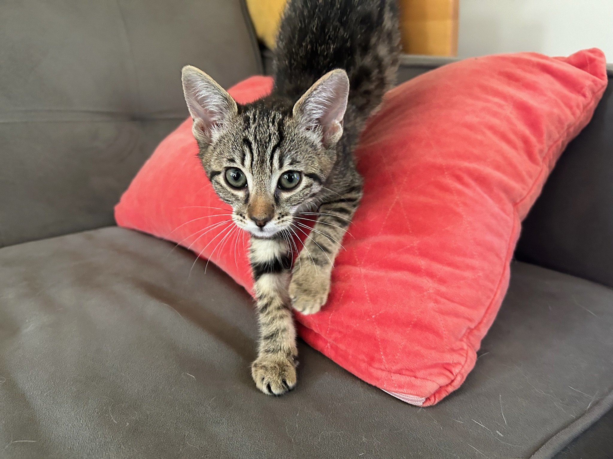 Claire, a Adopted Domestic Short Hair in Pacific Palisades, CA image 6/6