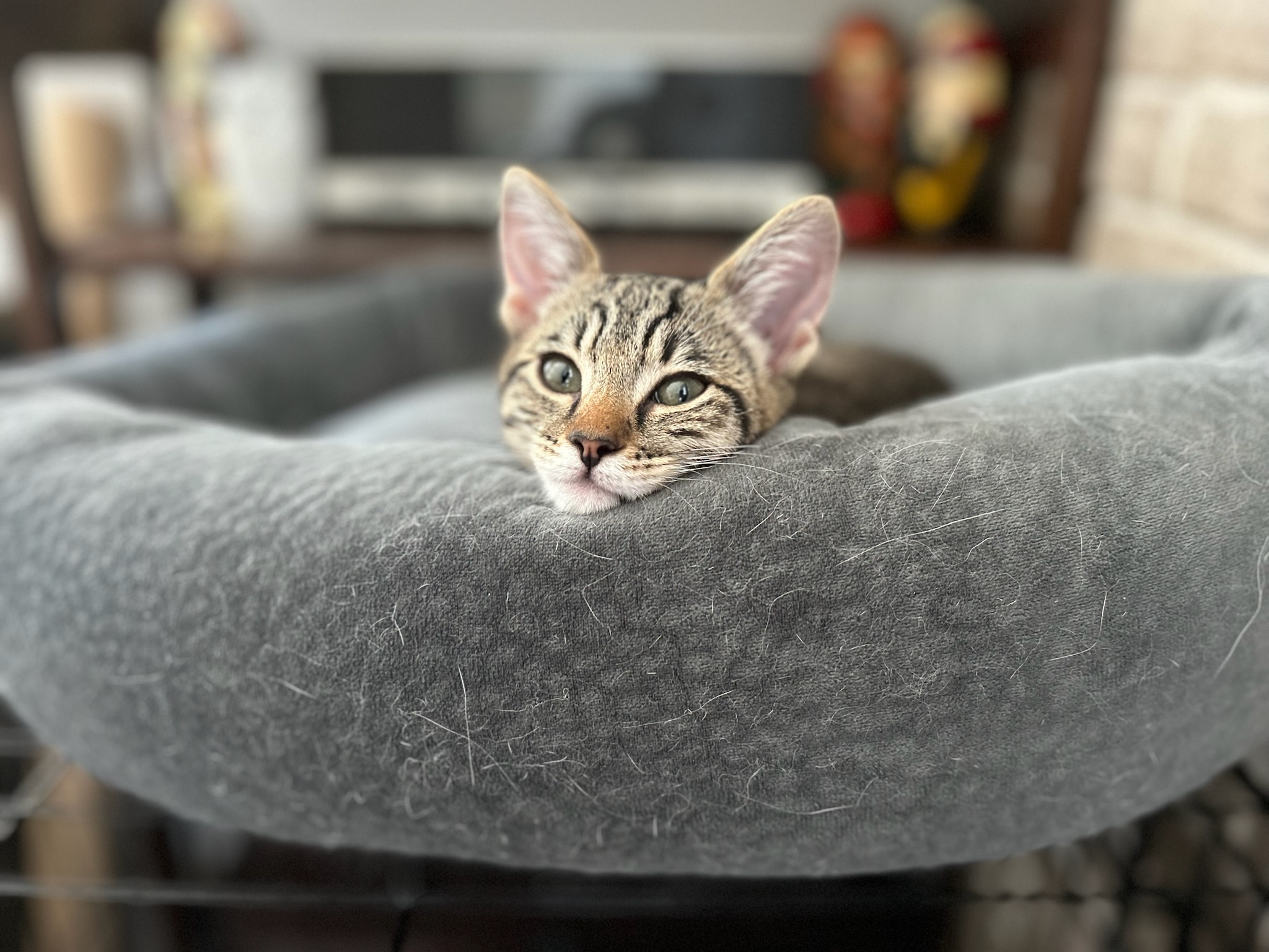 Claire, a Adopted Domestic Short Hair in Pacific Palisades, CA image 2/6