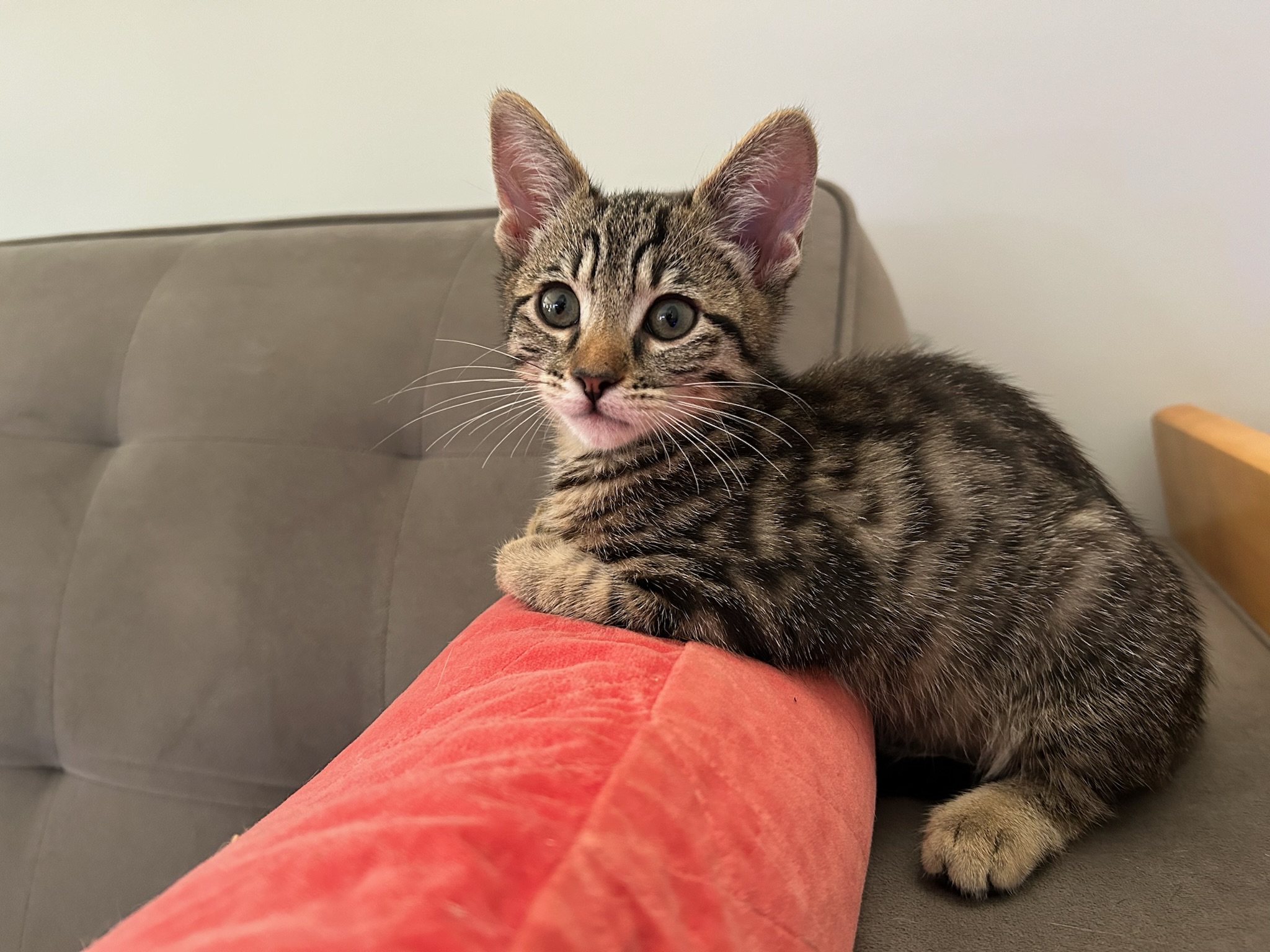 Claire, a Adopted Domestic Short Hair in Pacific Palisades, CA image 3/6