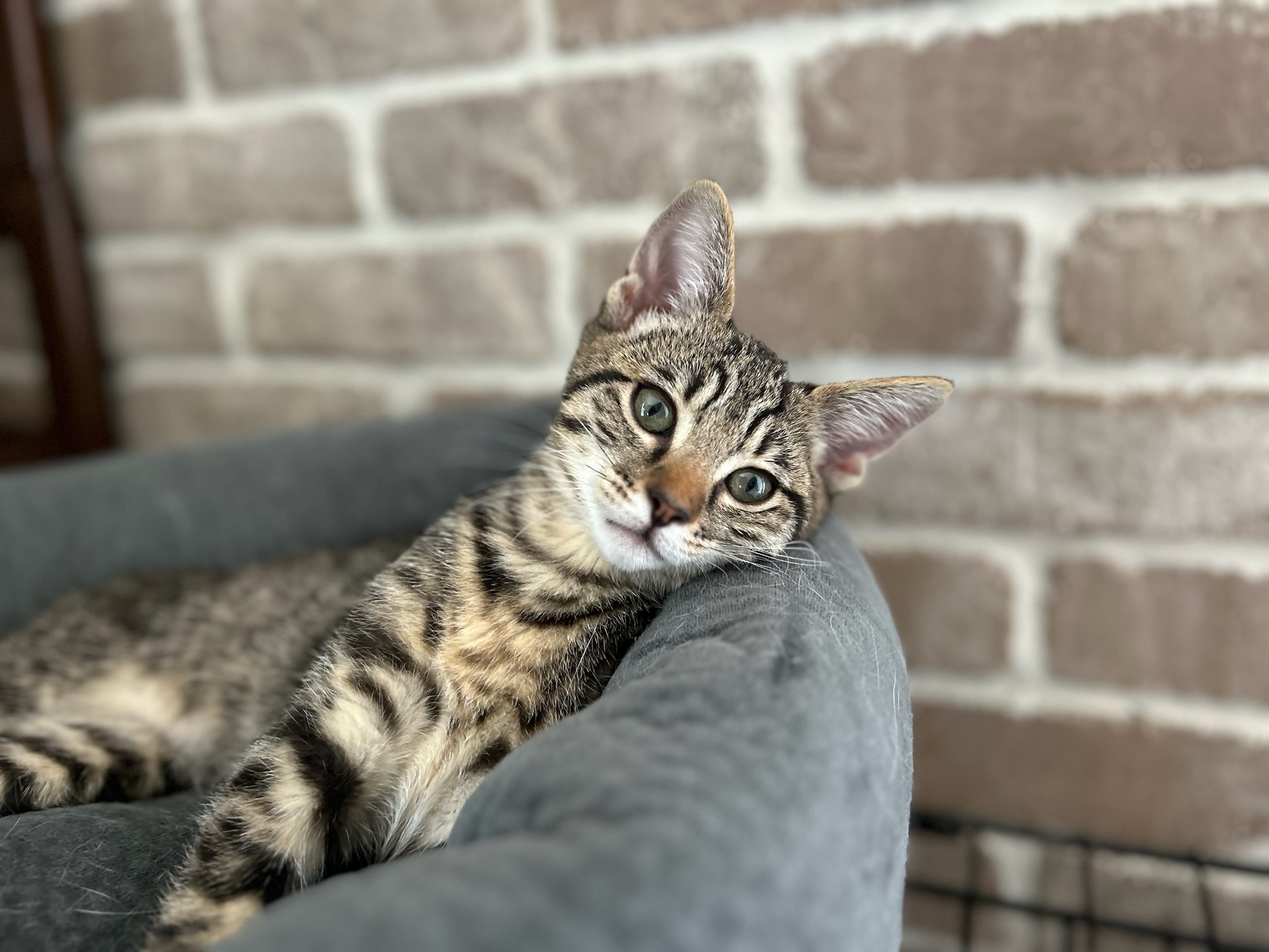 Claire, a Adopted Domestic Short Hair in Pacific Palisades, CA image 1/6