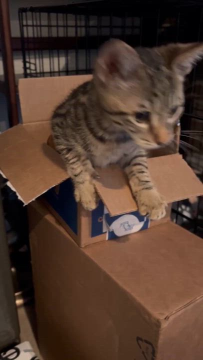 Enlarge Claire, a Adopted Domestic Short Hair in Pacific Palisades, CA video 5/6