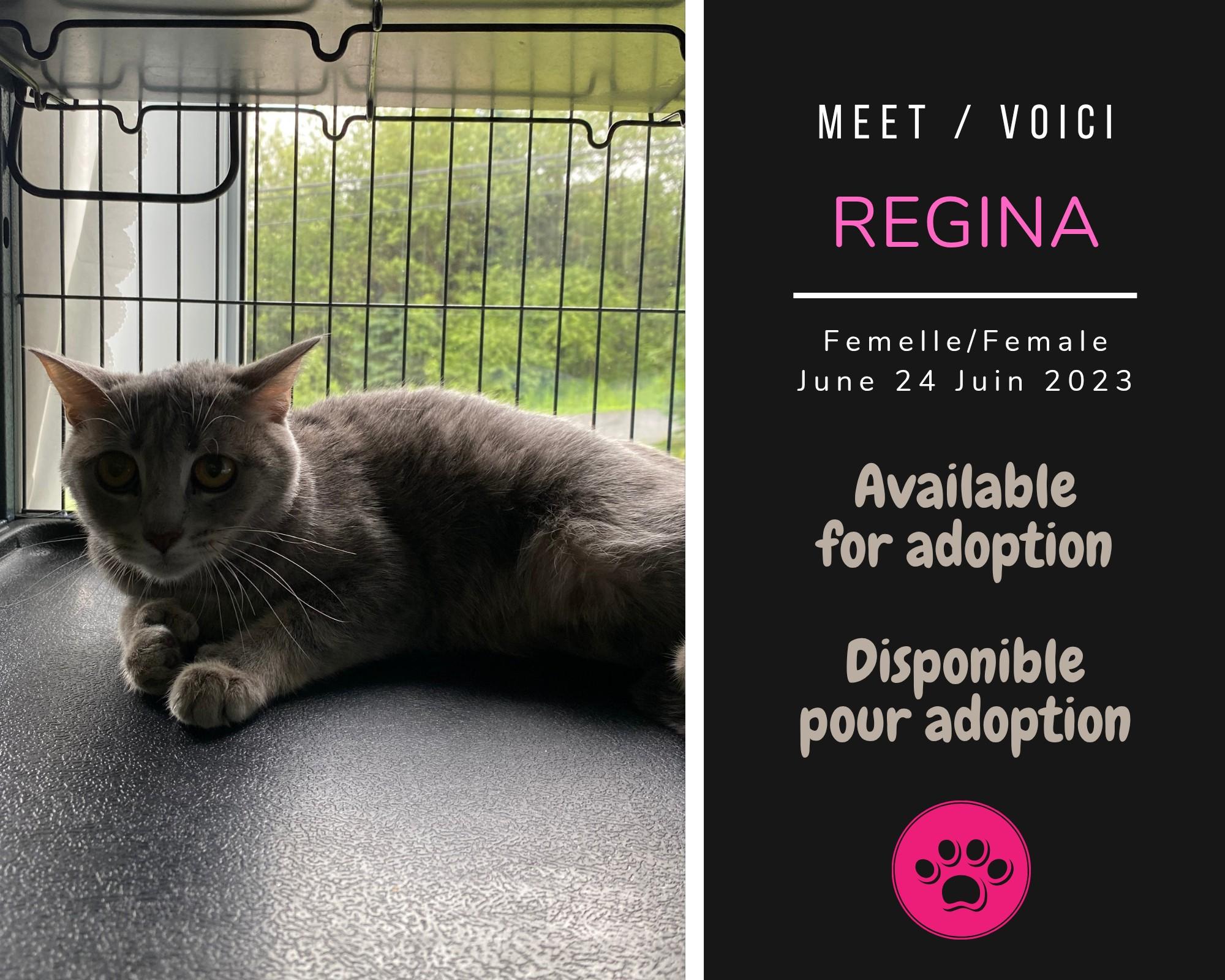 Regina, Adoptable, Adult Female Domestic Short Hair.
