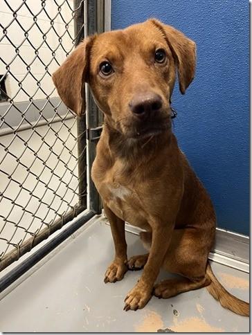Django 2 years old 30 tiny pounds! He's a Vizsla Mix Sweet Boy!