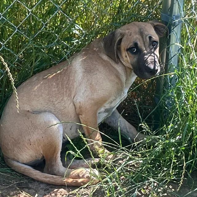 Enlarge Kora, a Adoptable mixed breed in Brewton, AL image 1/1