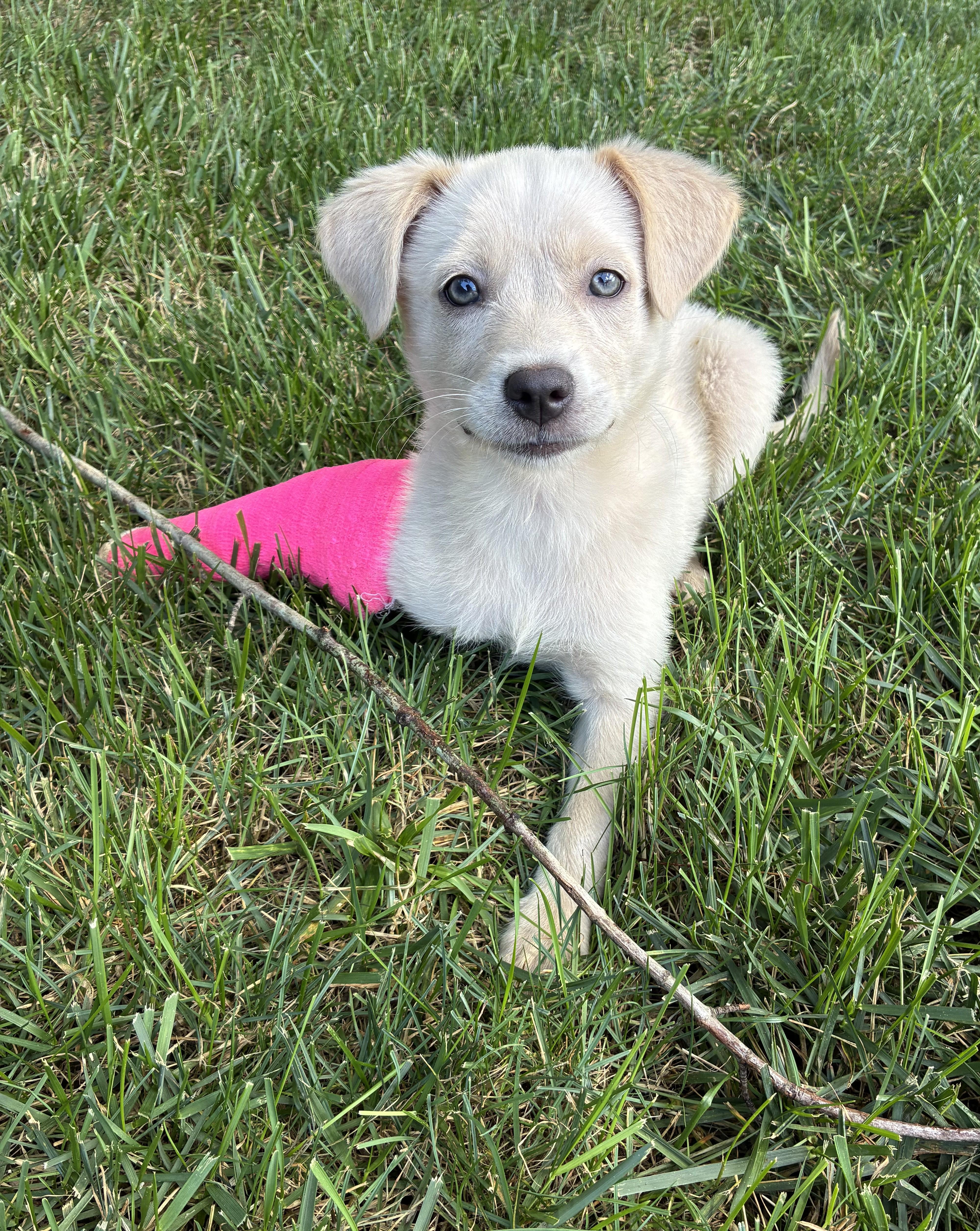 marshmallow, a ADOPTABLE mixed breed in Abington, PA image 2/2