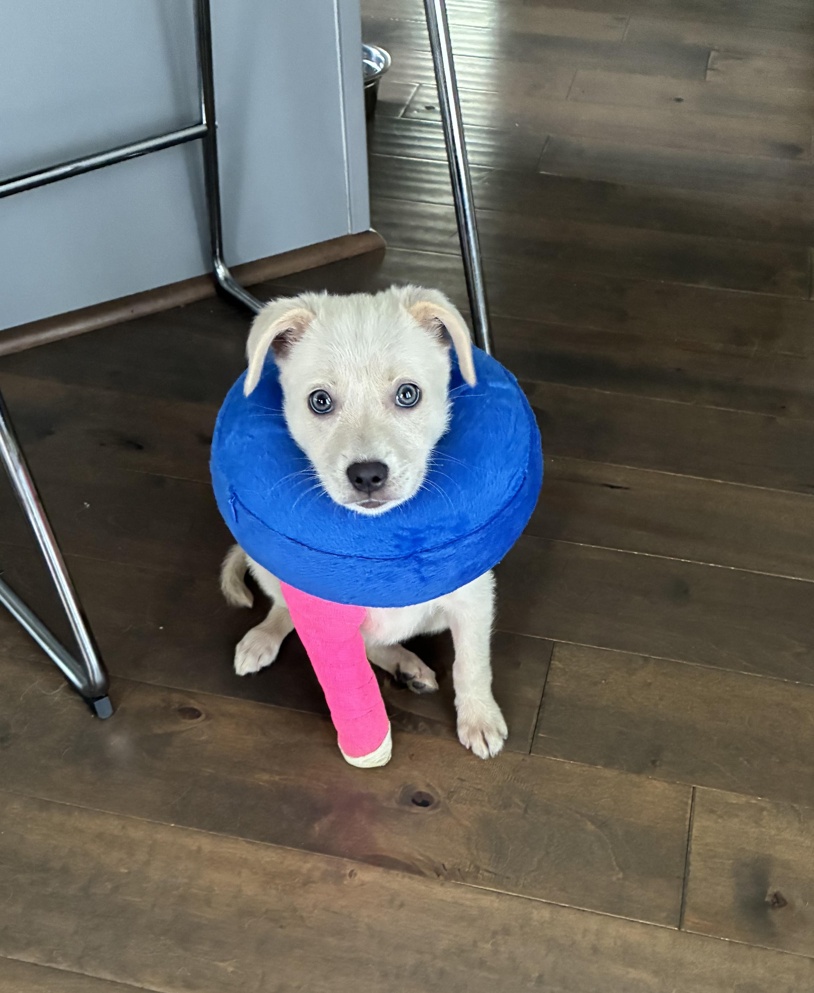 marshmallow, ADOPTABLE, Puppy Female Border Terrier & Chihuahua.