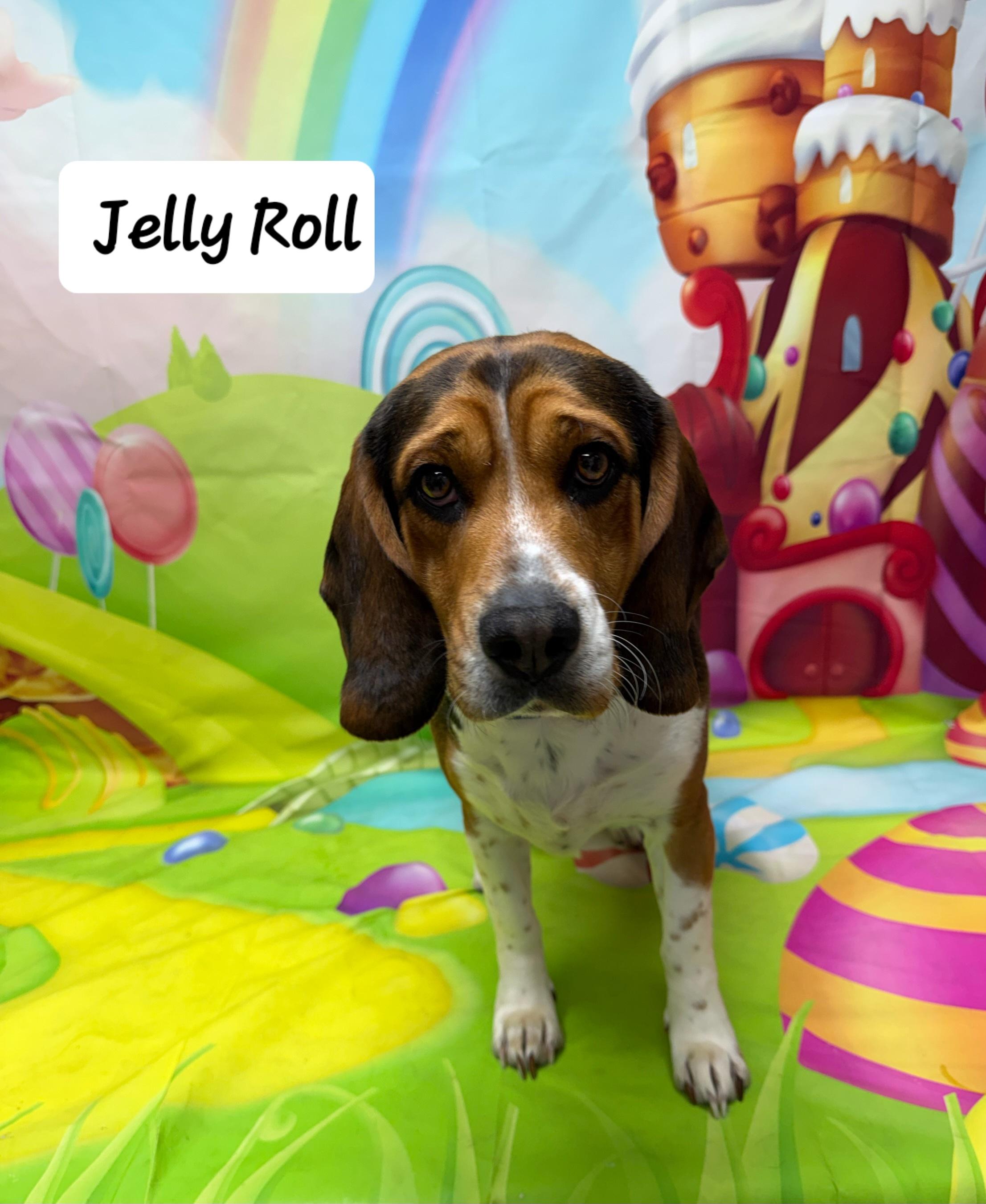 Jelly Roll, adoptable, Adult Male Beagle.