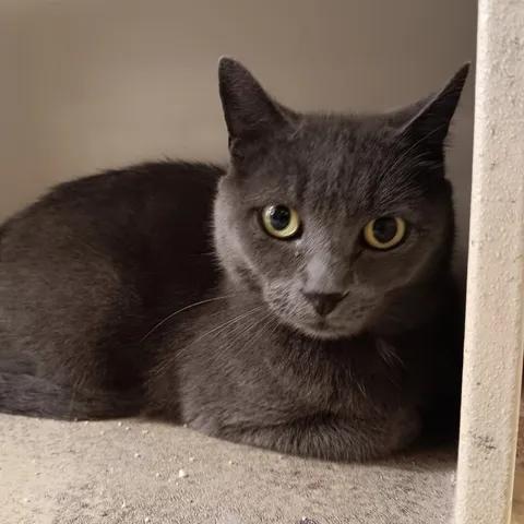 Enlarge Stormcloud, a Adopted Domestic Short Hair in Winthrop, ME image 1/1