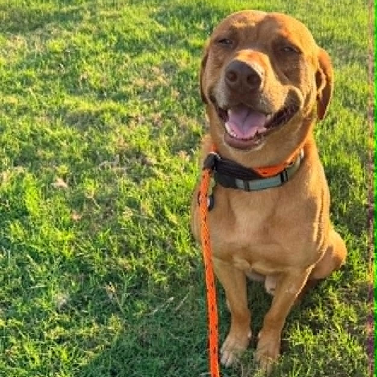 Enlarge BUDDY, a Adoptable mixed breed in Garland, TX image 3/6