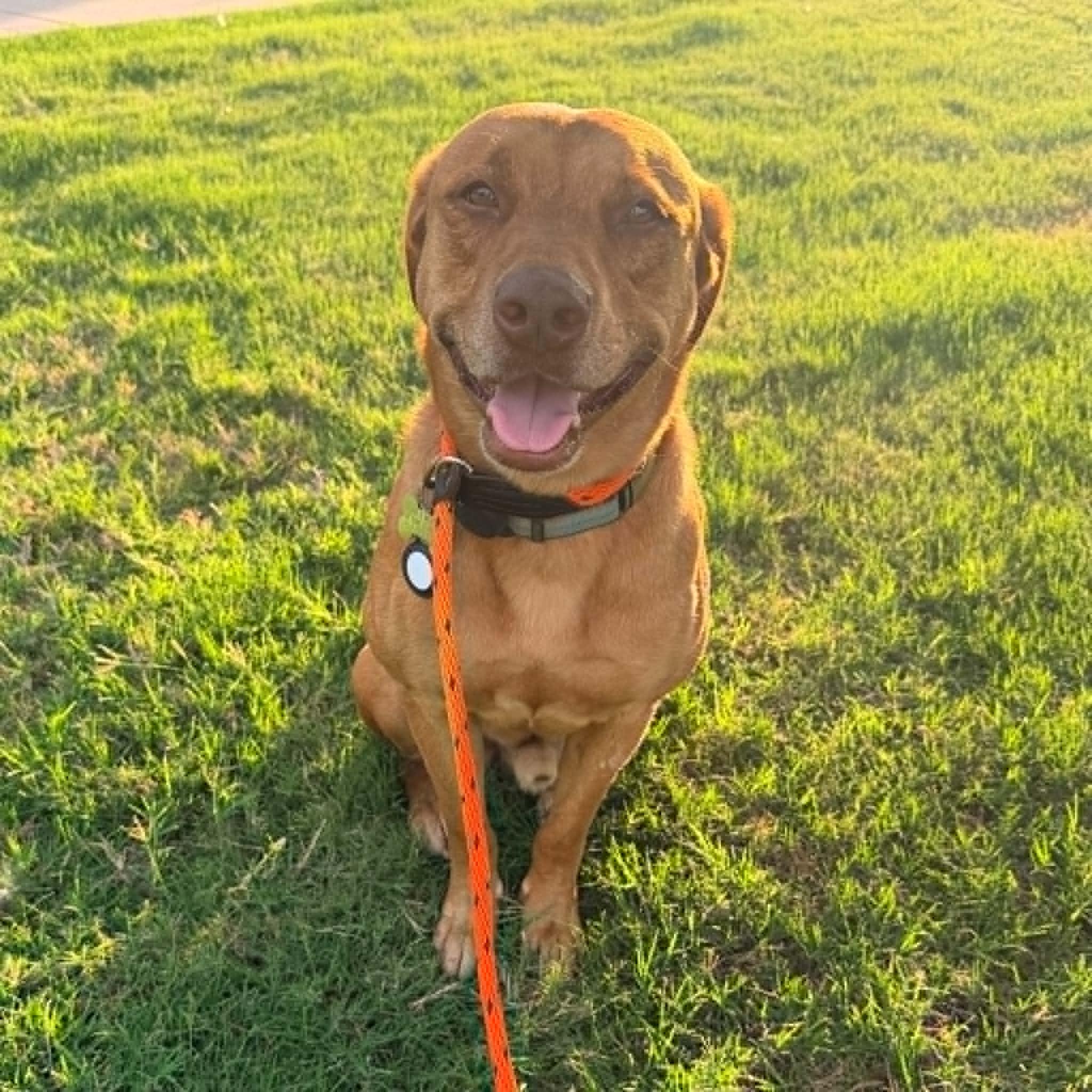 Enlarge BUDDY, a Adoptable mixed breed in Garland, TX image 4/6