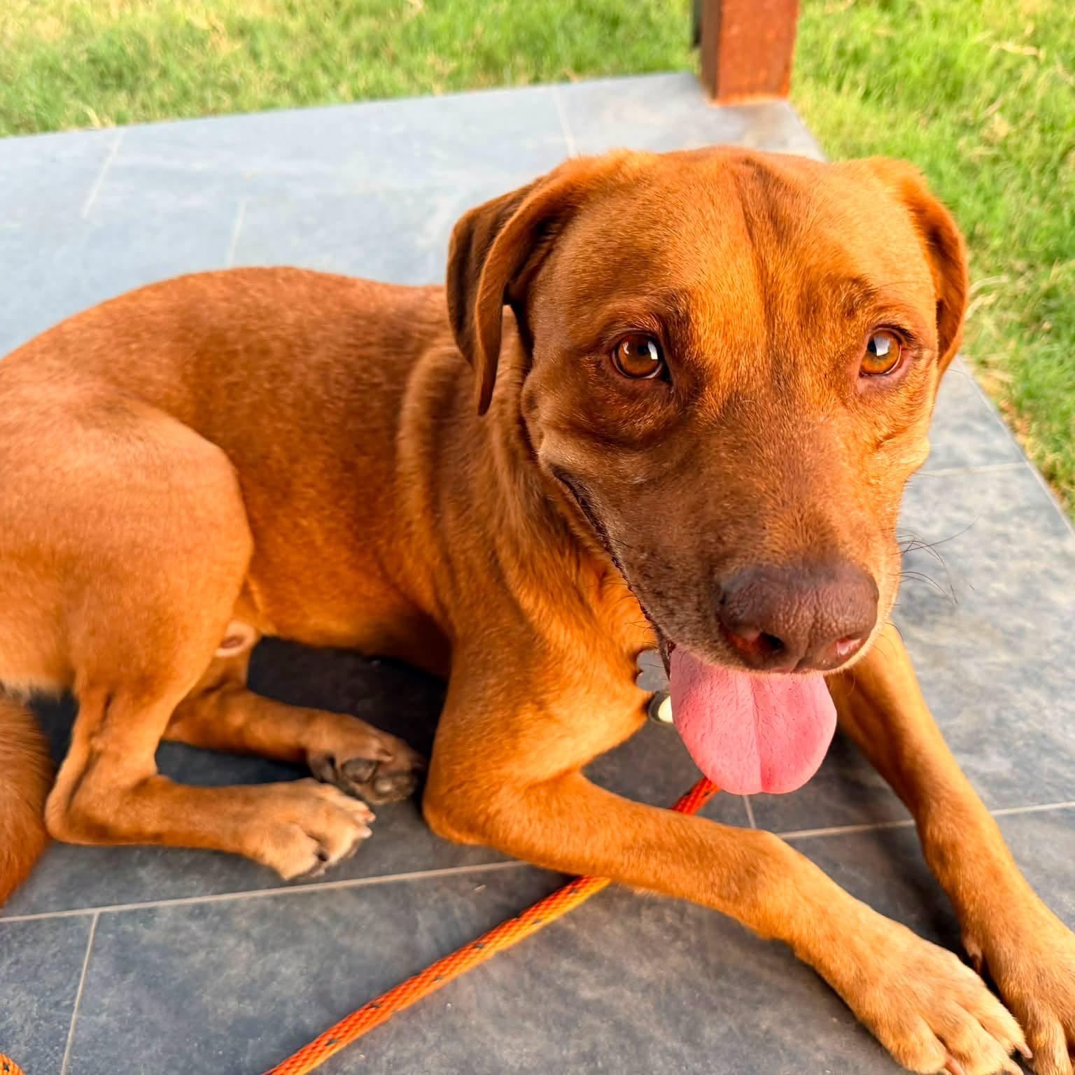 Enlarge BUDDY, a Adoptable mixed breed in Garland, TX image 2/6